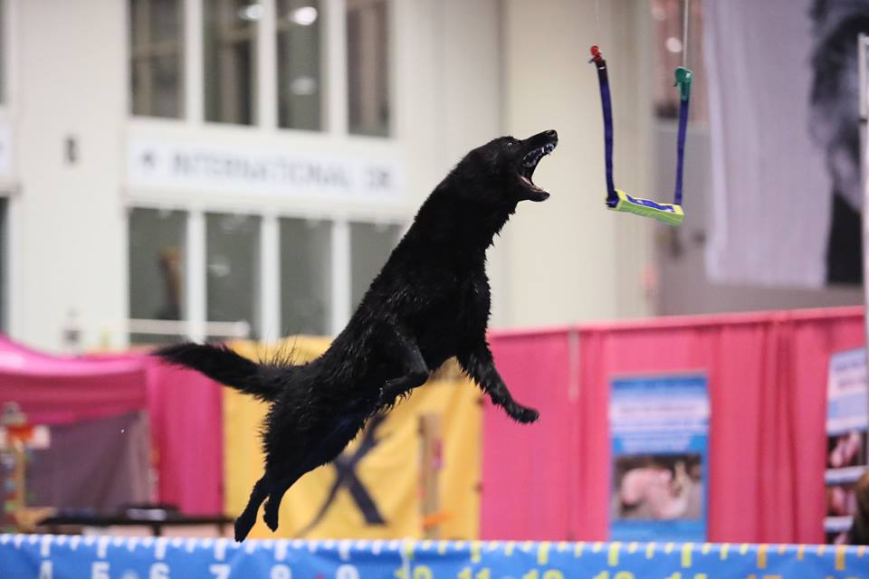  Zelly jumping in Air Retriever at the North American Diving Dogs National Championship 2018 