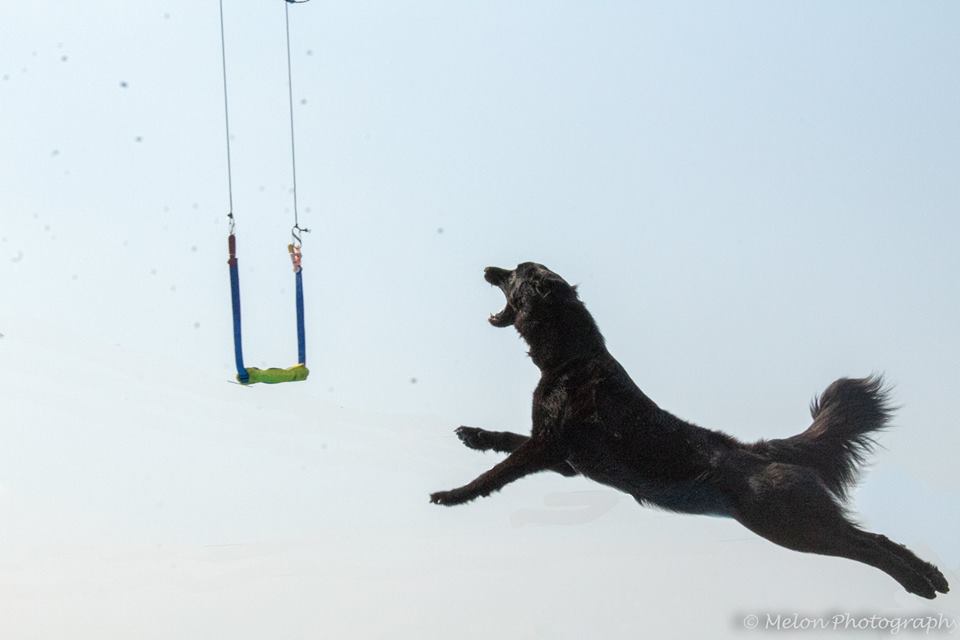  Zelly jumping Air Retrieve at a dock diving trial at Houston Dive Dogs 