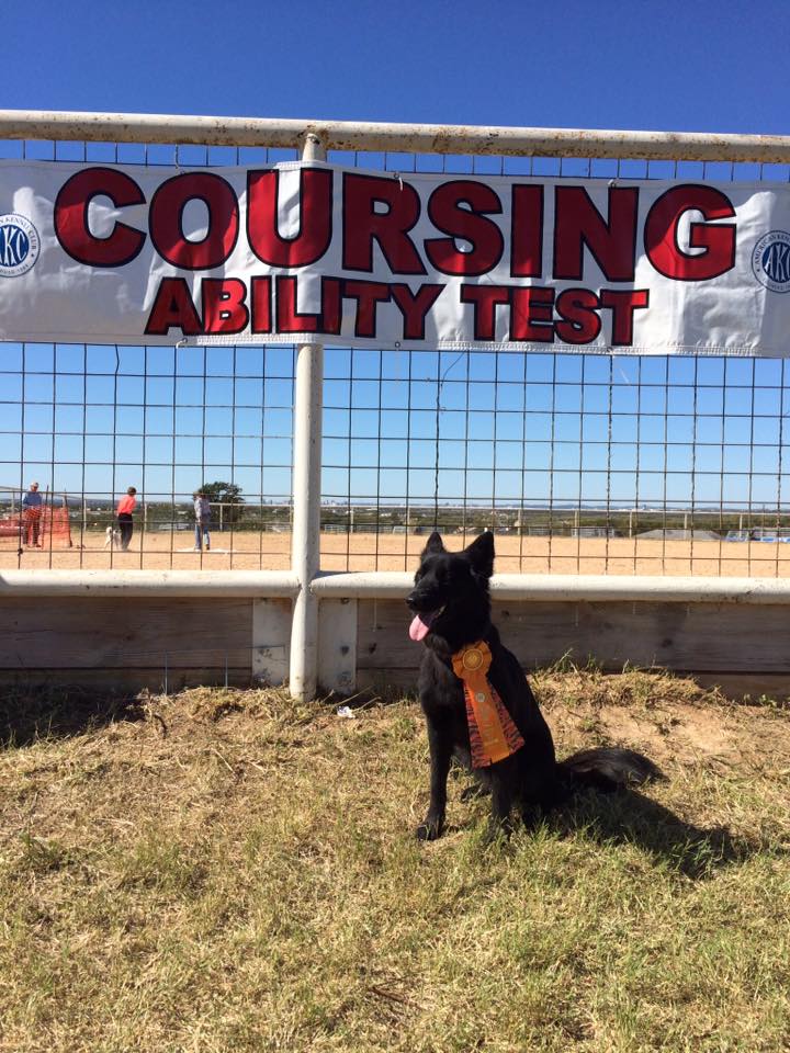  Zelly earned a Coursing Ability Title! 