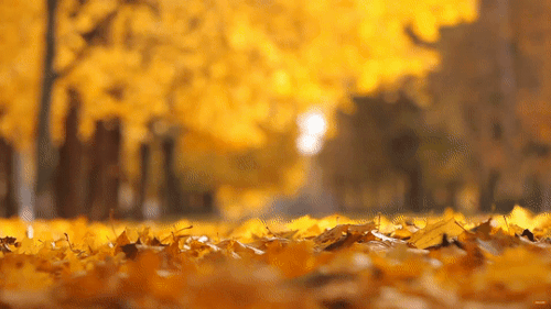 c2c063276d207af3bd66ab0a147f13d7.gif