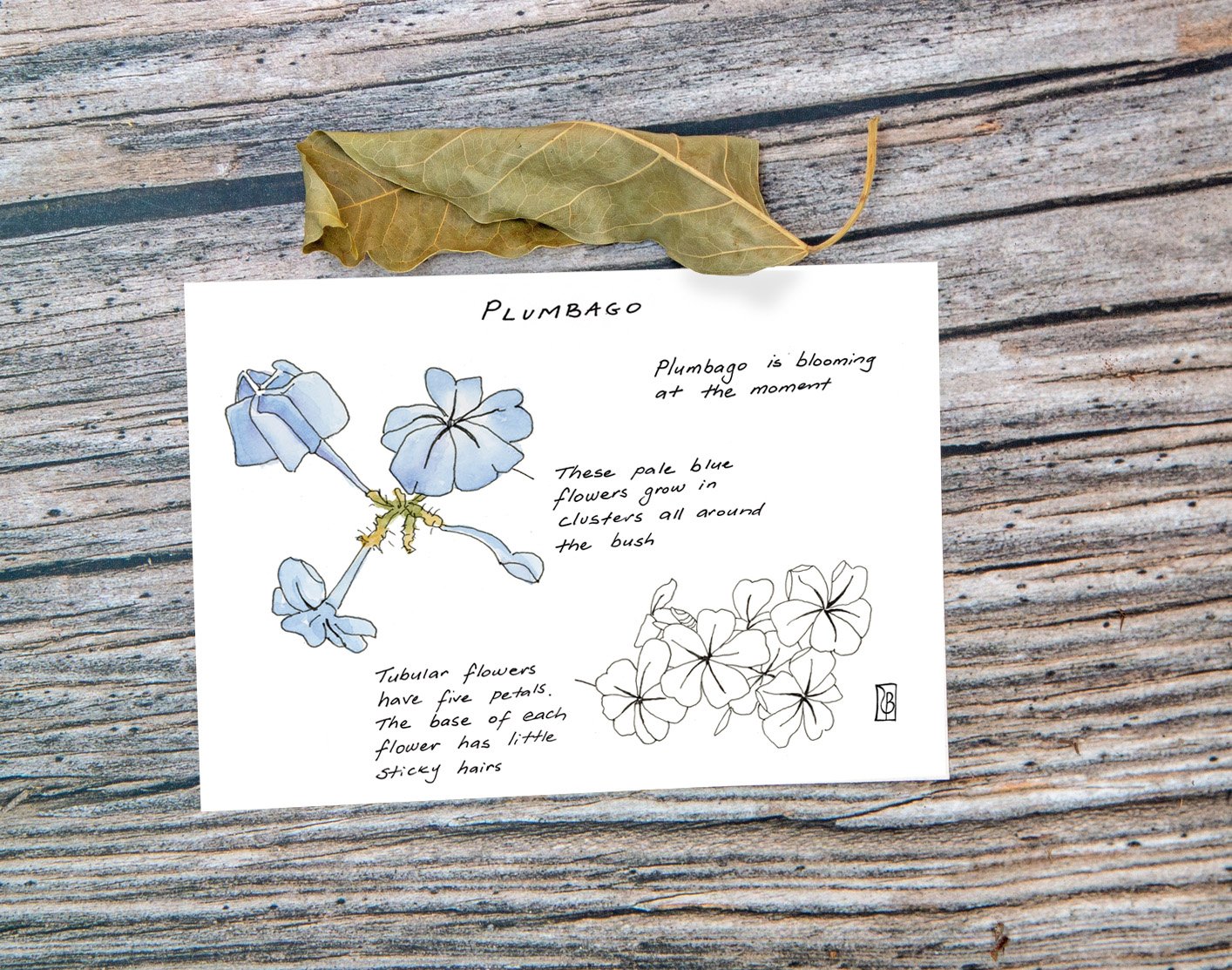 PC Leaf Display B - Plumbago.jpg