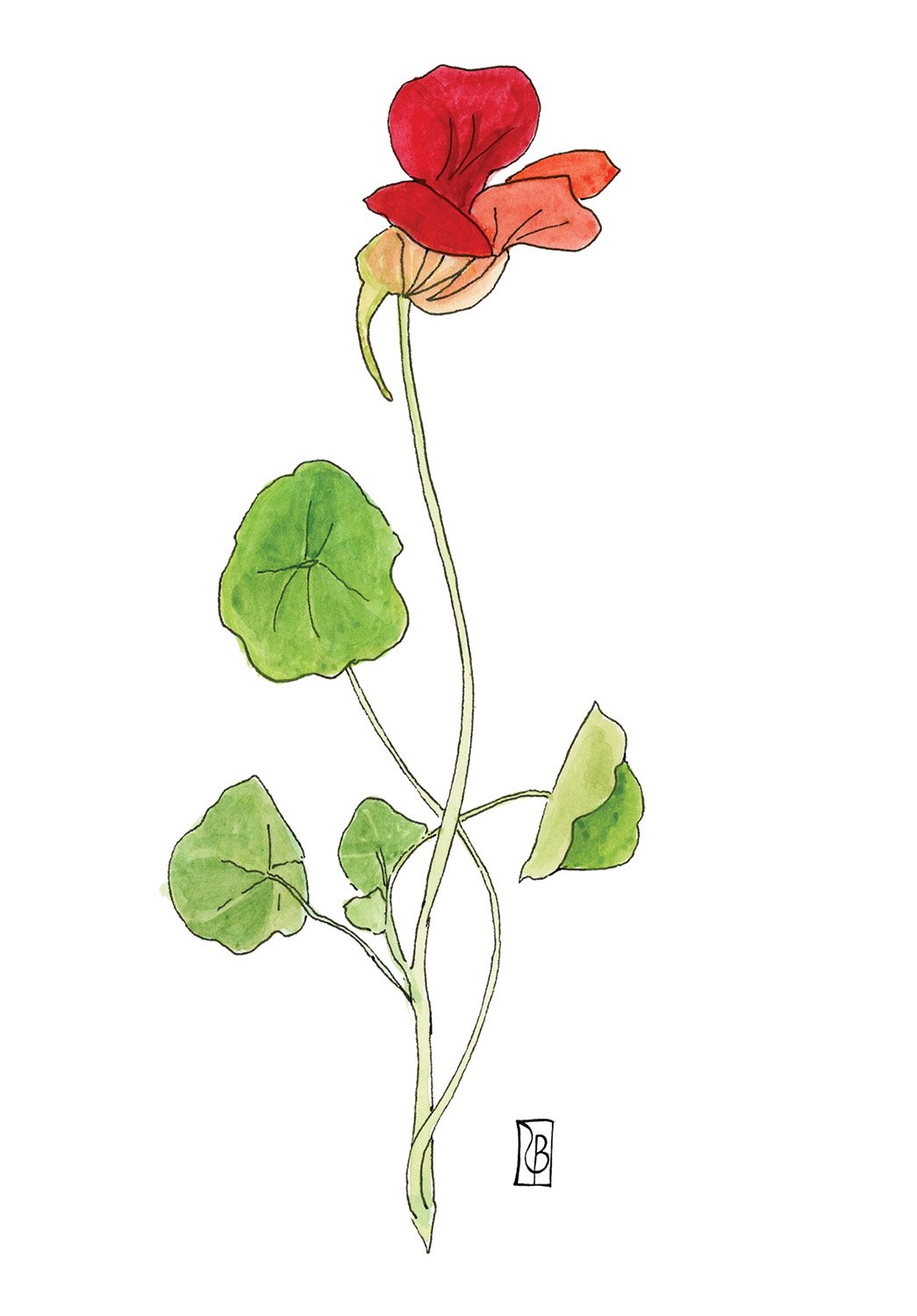 Nasturtium.jpg