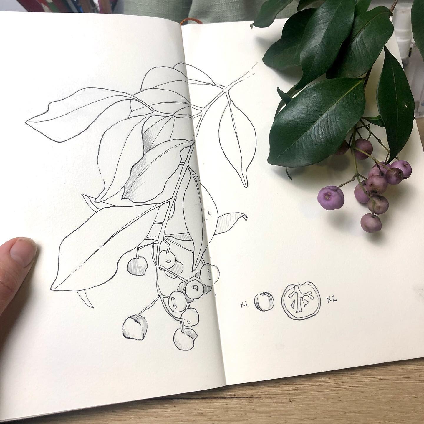 I am enjoying sketching this plant that I came across on a walk today. It has pale berries and I can&rsquo;t decide if the colour is pink or purple, or maybe somewhere in between. I want to start adding some colour to my sketch but I can&rsquo;t find