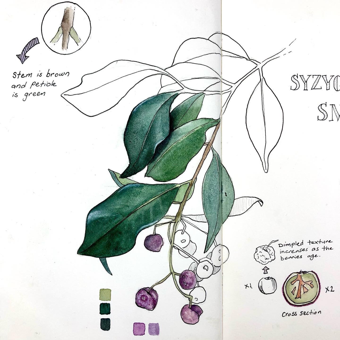 It was deeply relaxing to spend some time sketching and painting this specimen, which turns out to be a lilly pilly (Syzygium smithii, I think). The branches were hanging over the fence of a property near here and the fruits were so beautiful that I 