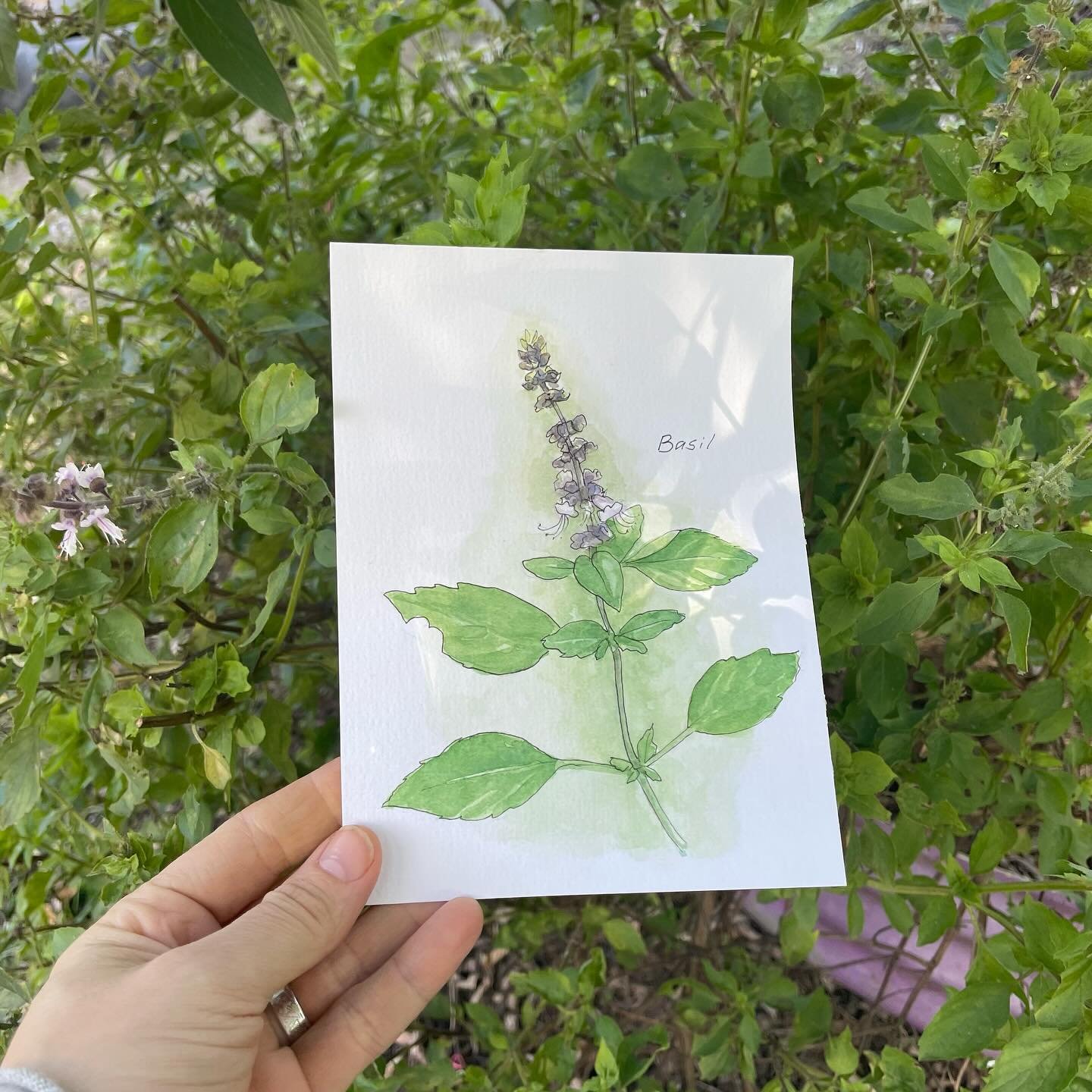 Basil flowers are such a delight! I love watching pollinators visit the flower heads and, of course, the way their scent fills the air. Here is today&rsquo;s sketch.

I am currently reading a book by @andrewtimothyob called &lsquo;To Stand and Stare: