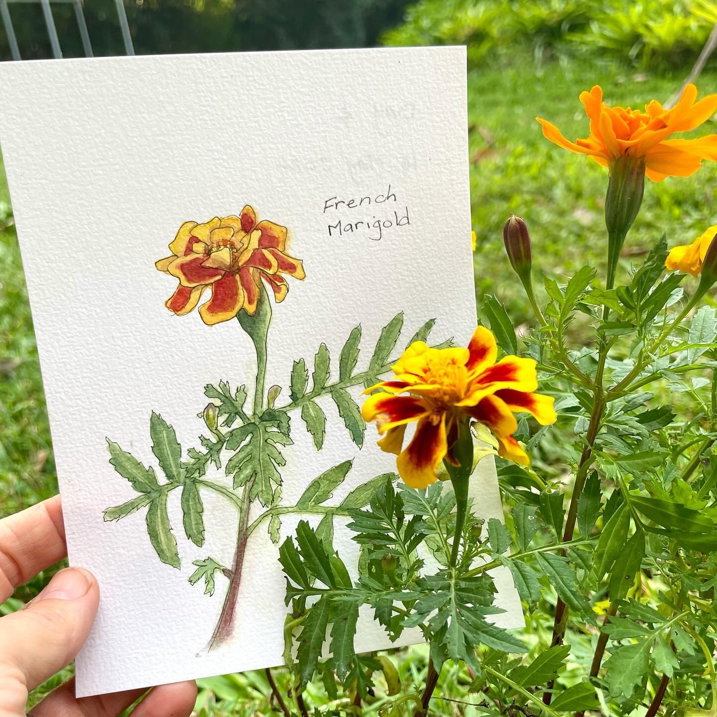 The next plant in this little garden series is marigold. I am enjoying making time for my art practice and my garden even while things start getting really busy, as they always do at this time of year in the lead up to #naturejournalingweek. This Sat
