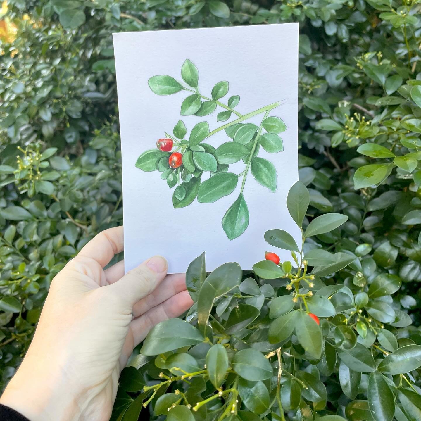 This plant is Murraya paniculata which is growing in our front yard. I love the bright red berries against the contrasting green foliage. The shiny leaves were an enjoyable challenge! What creative challenge have you been enjoying lately? 

#naturear