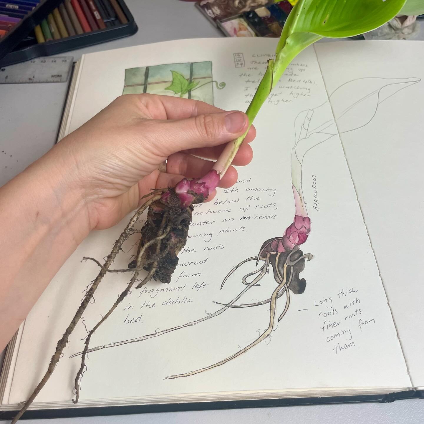 Day 17: Root
I am totally in awe of roots and all that they do - reaching out under the soil, gathering water and nutrients to support the plant. This is an arrowroot that grew from a fragment left in the dahlia bed. I am sketching it tonight and tom