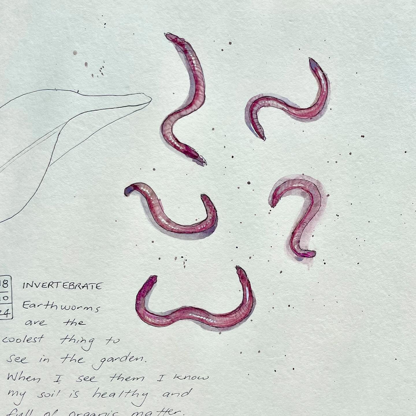 Day 18: Invertebrate
Earthworms make me happy! I know the soil in my garden is doing well when I dig a little and find handfuls of worms. Every time I see them I feel happy and grateful for their help creating good soil and healthy plants. 

Sketchin