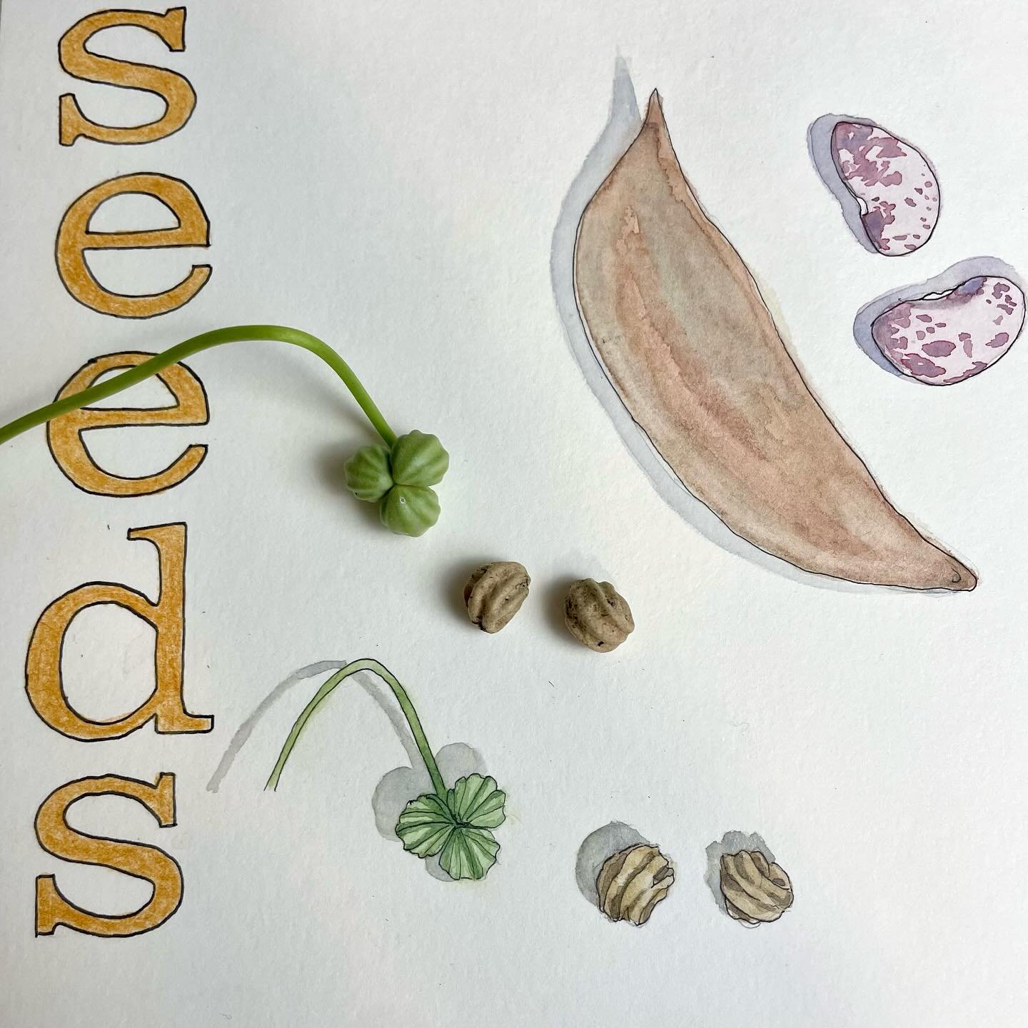 Day 24: Seed
For today&rsquo;s #inktoberinthegarden prompt I had fun adding some fresh and dried nasturtium seeds to my garden journal. There are nasturtium seeds everywhere in my patch right now. I think I will never have to plant them again!

What 