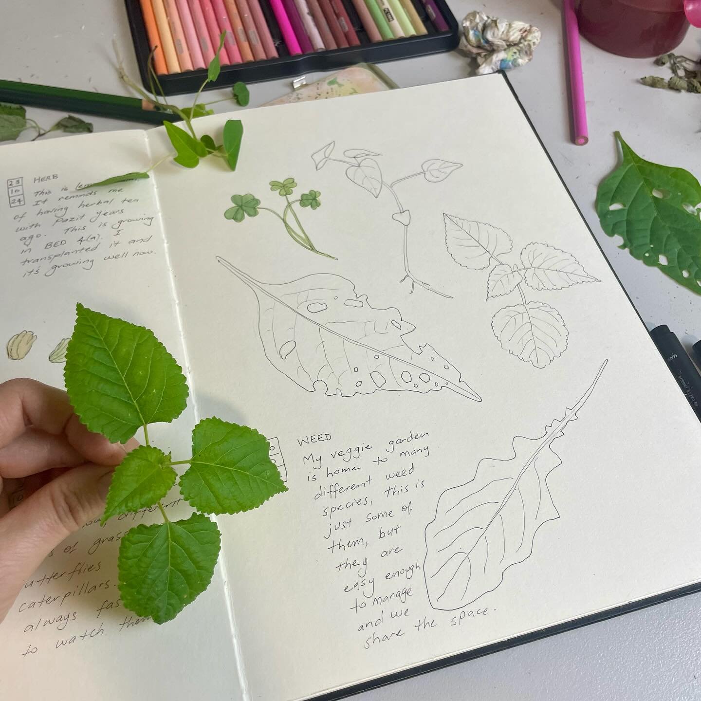 Day 26: Weed
My garden is home to lots of weed species, and I have included just some of them on this page. I have a more gentle relationship with weeds since meeting @katewallgardeningcoach and listening to her advice on ways to make peace, and even