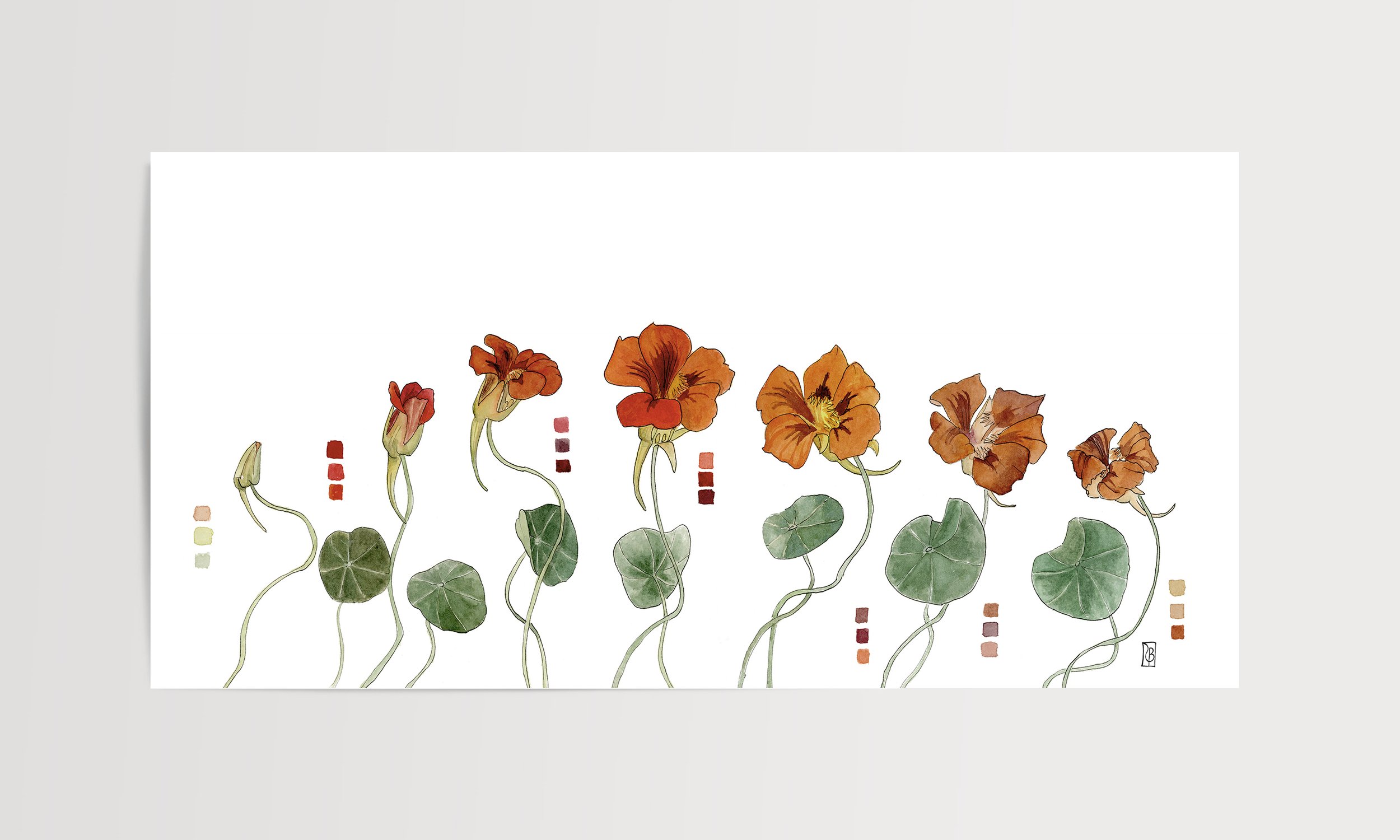 Nasturtium flat 2.jpg