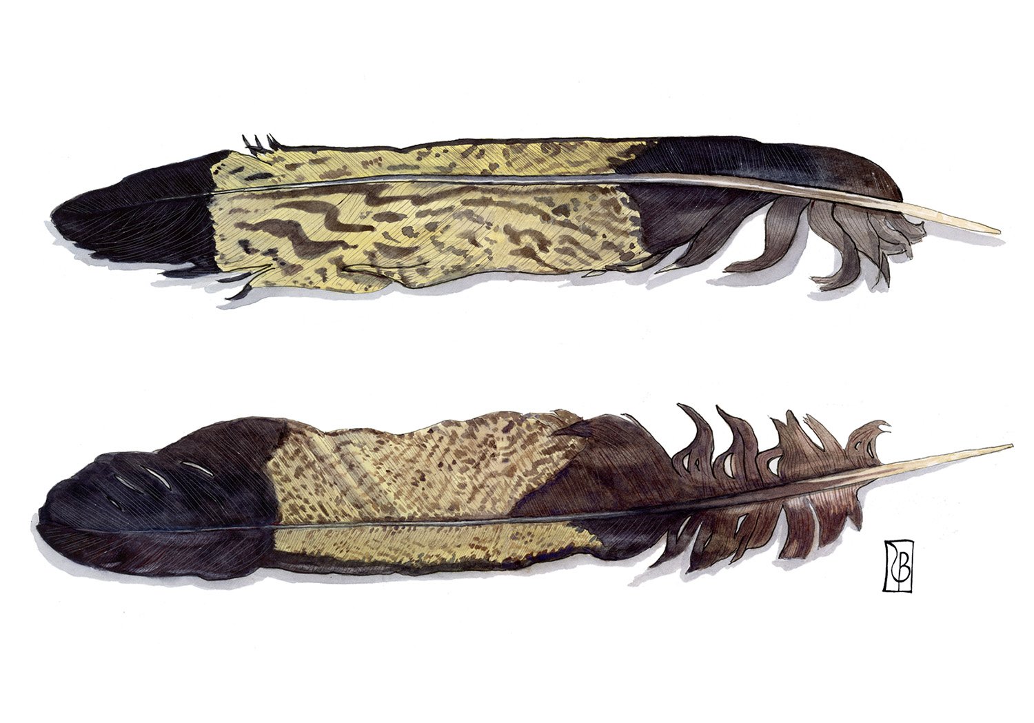 Feathers.jpg