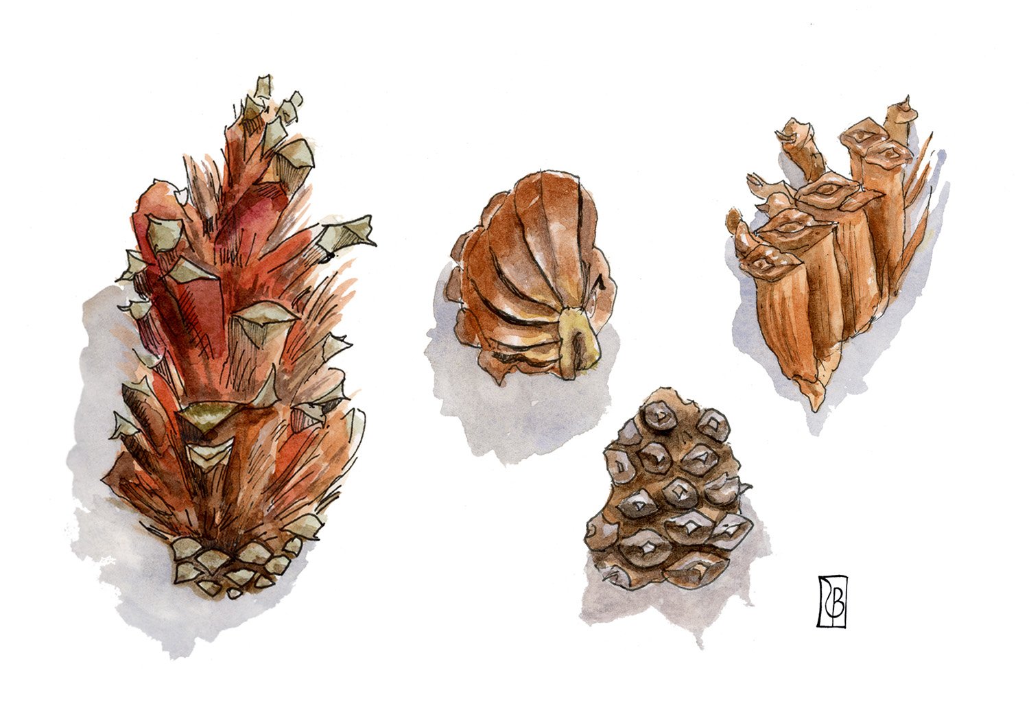 Pinecones.jpg