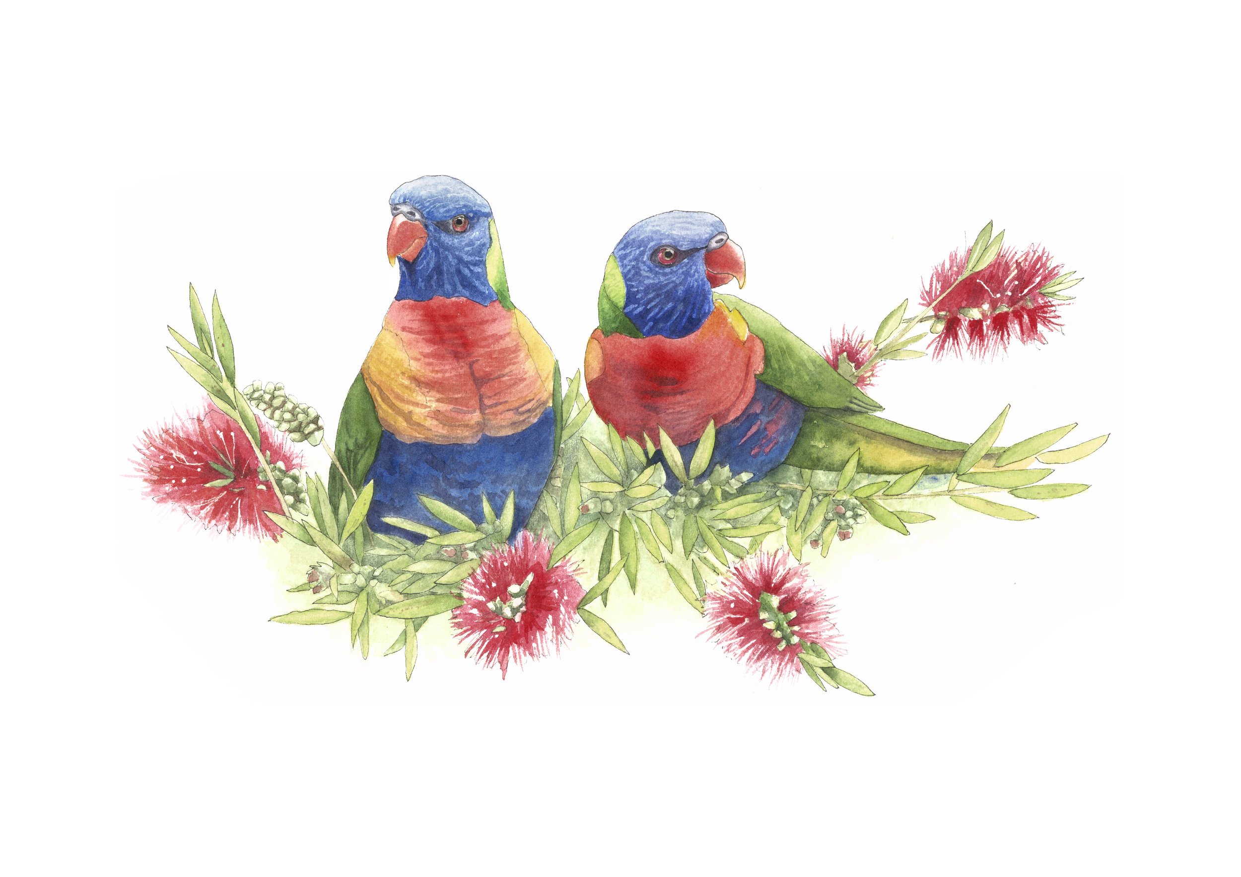 Rainbow Lorikeets no signature.jpg