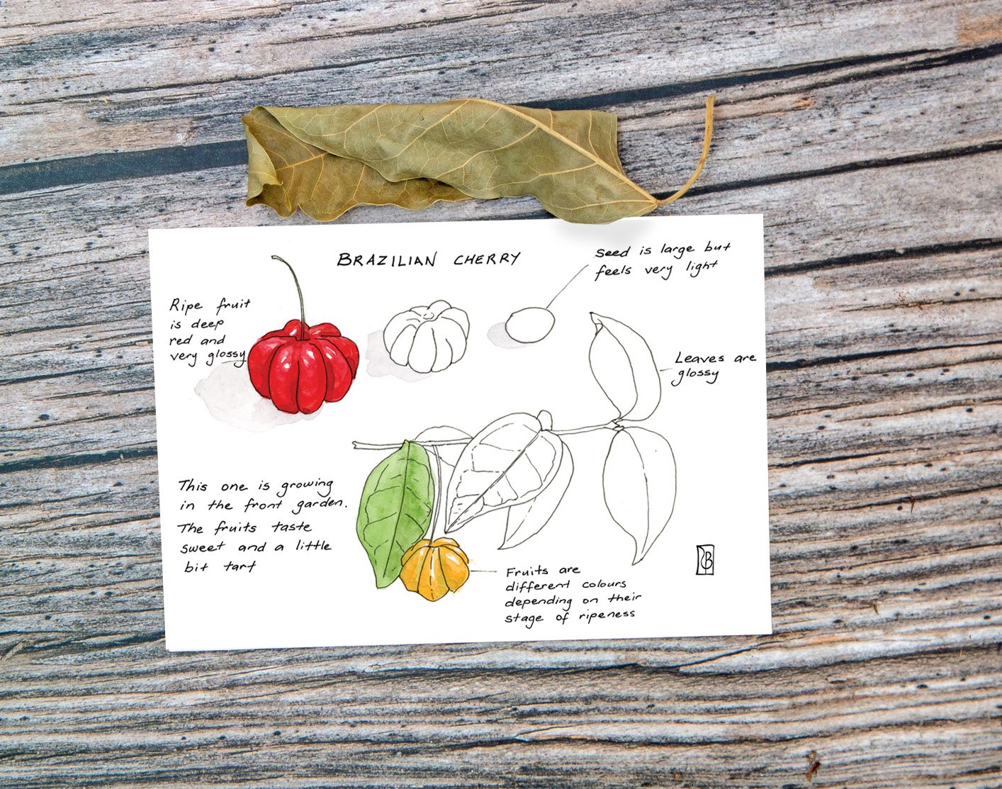PC Leaf Display B - Brazilian Cherry.jpg