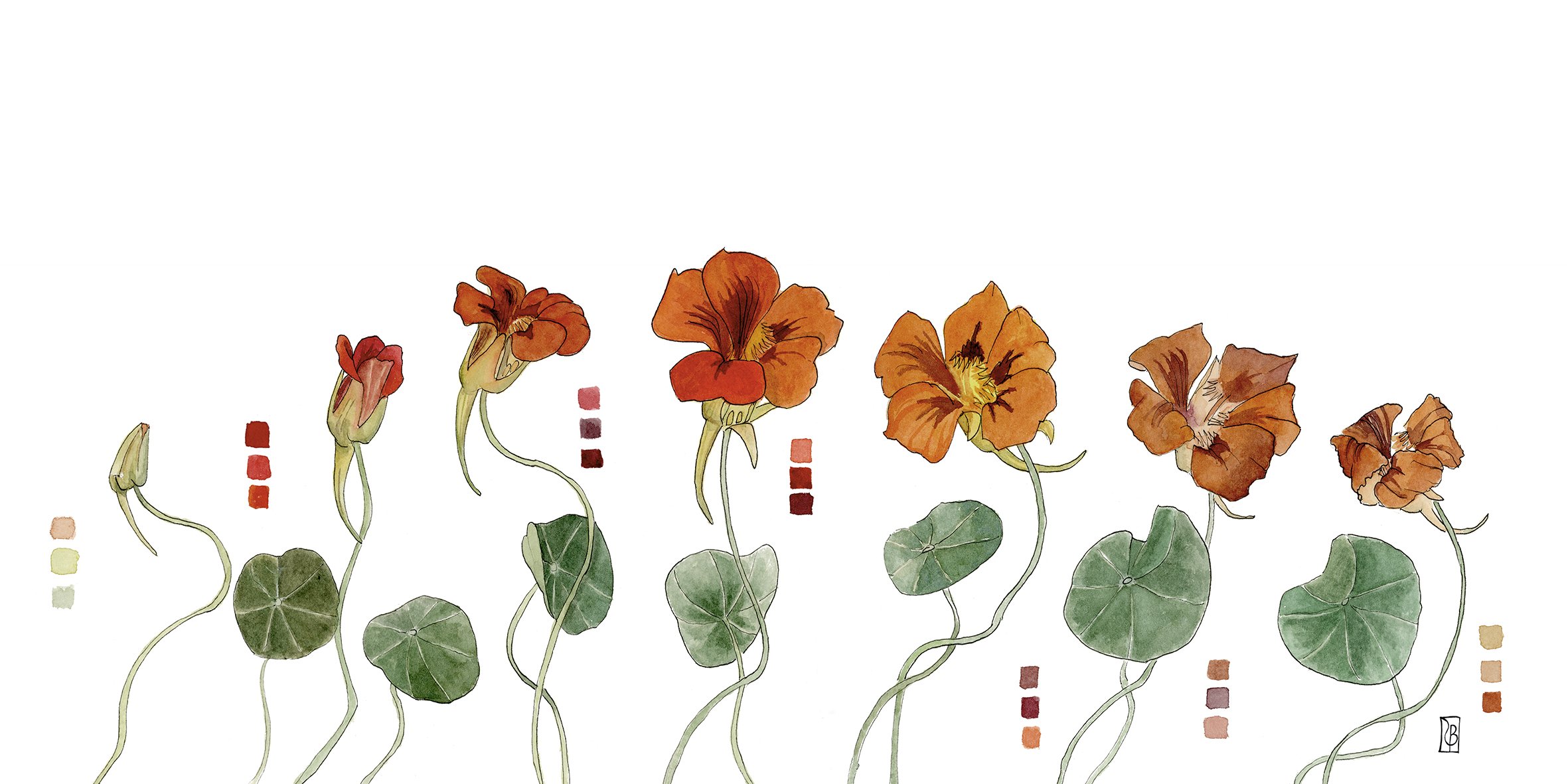 Nasturtium_NEW File.jpg