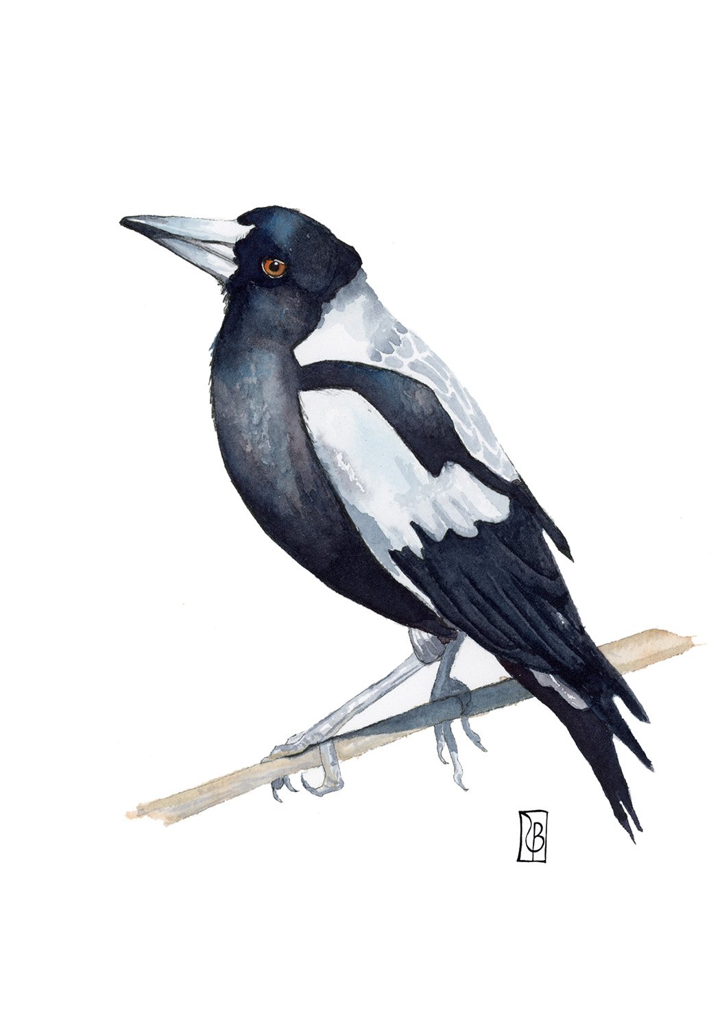 Magpie.jpg