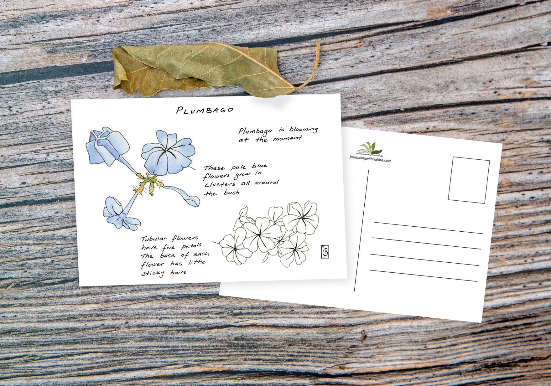 PC Leaf Display A - Plumbago.jpg