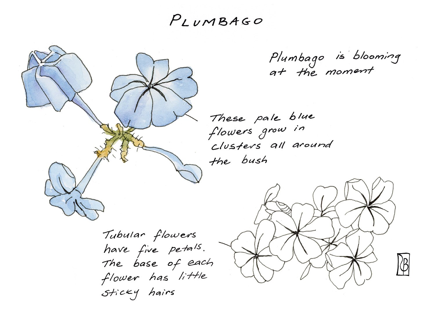Plumbago.jpg