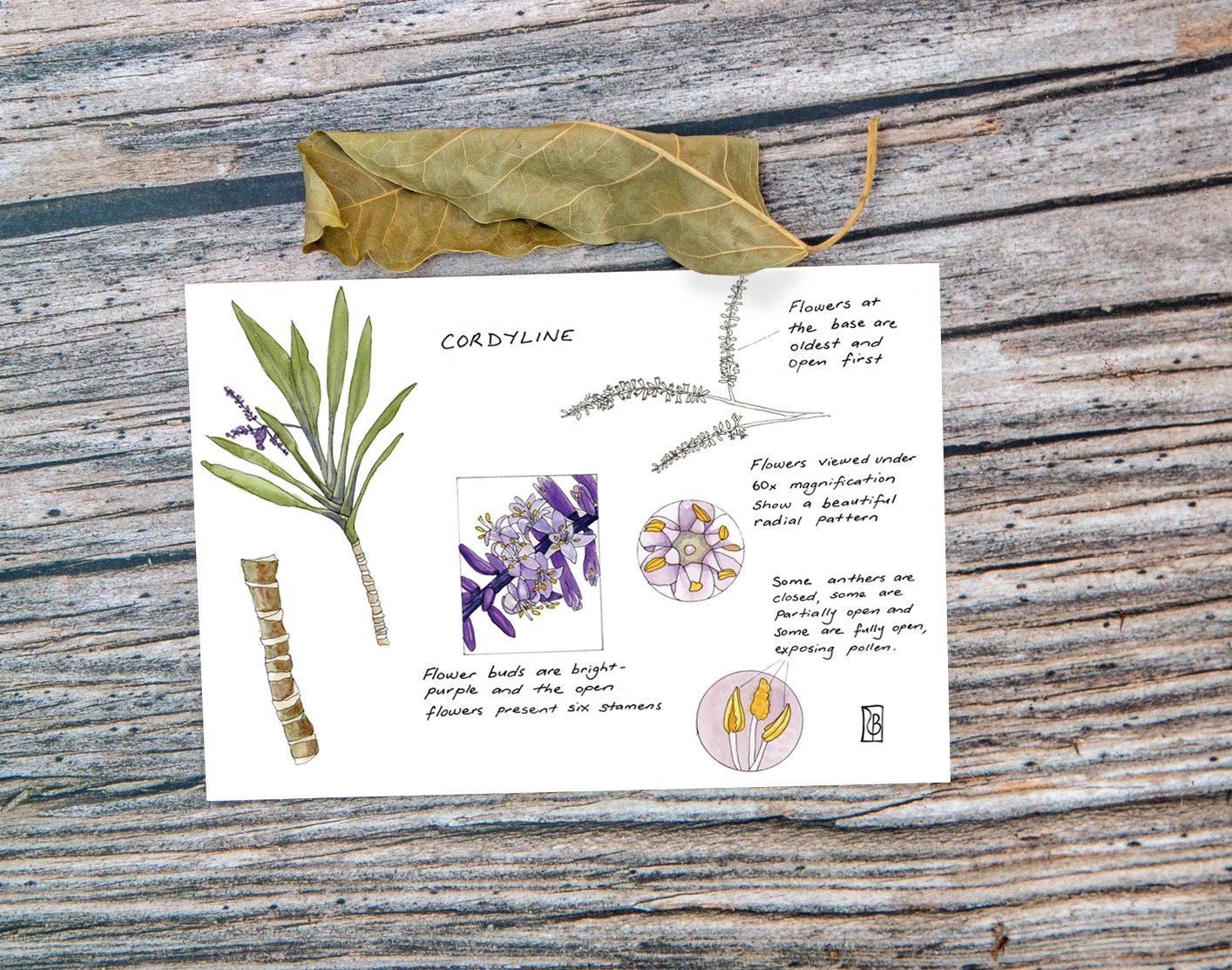 PC Leaf Display B - Cordyline.jpg