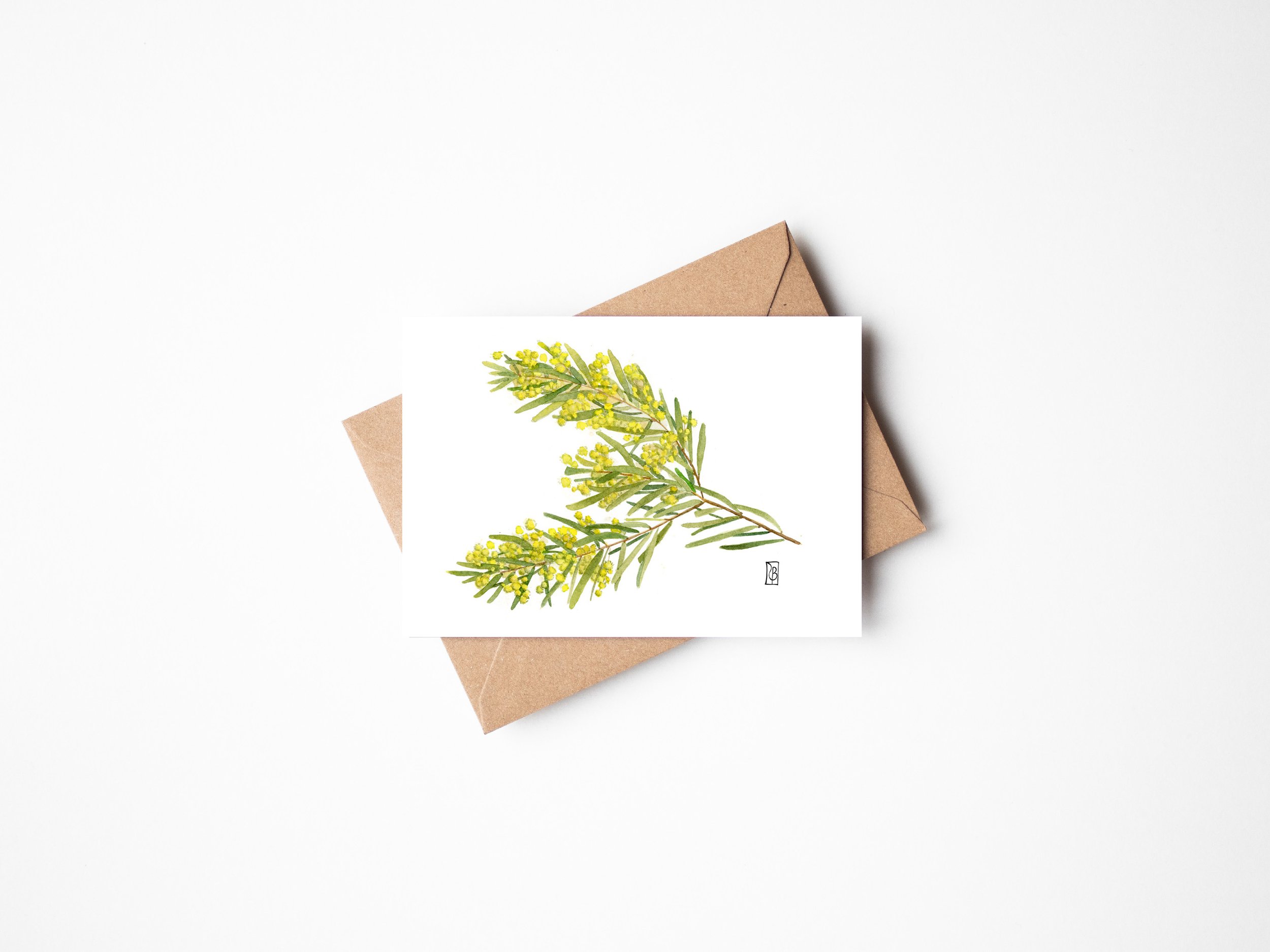 Brisbane golden wattle flat.jpg