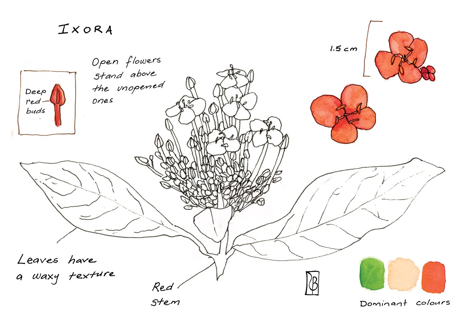 Ixora.jpg