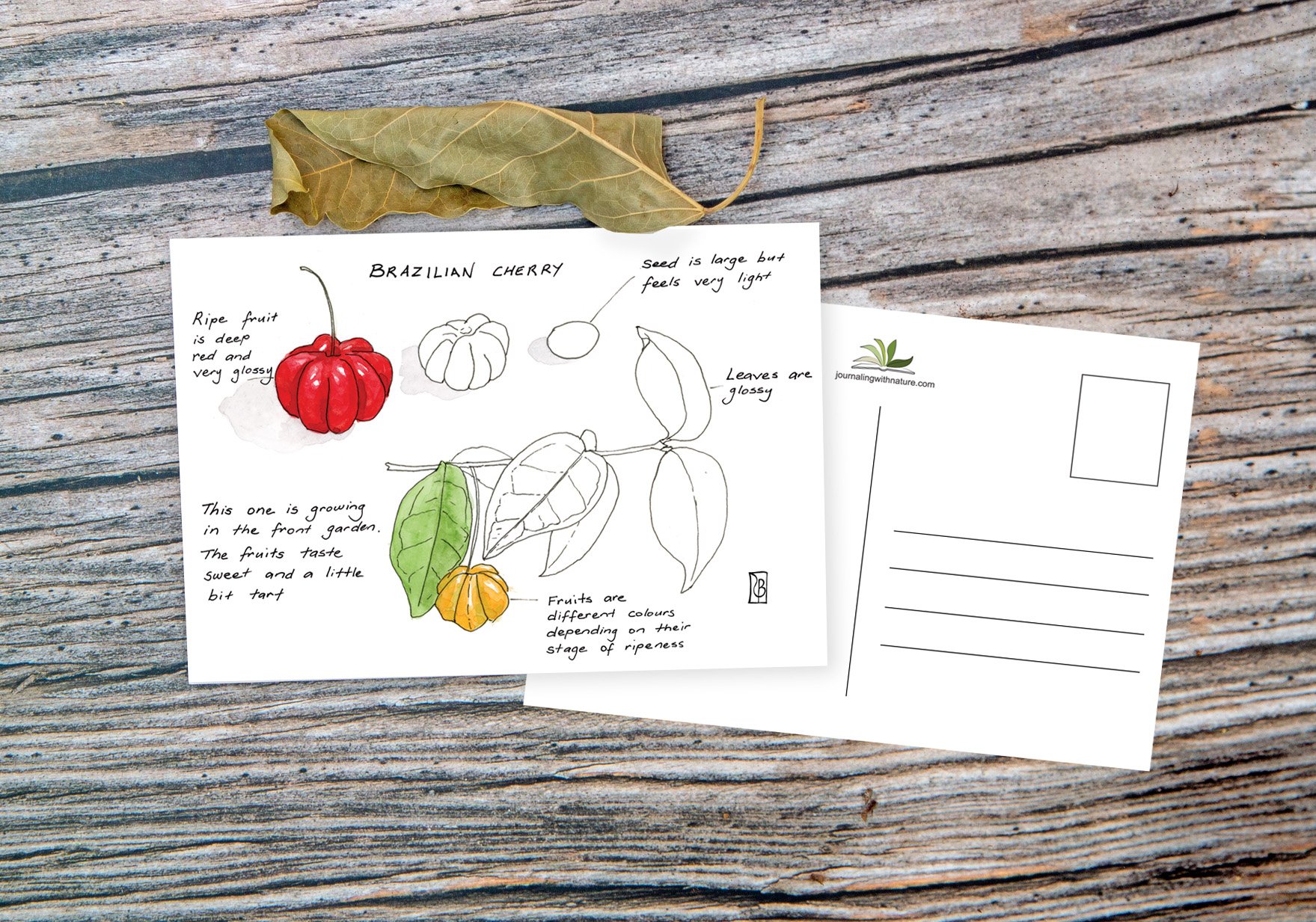 PC Leaf Display A - Brazilian Cherry.jpg
