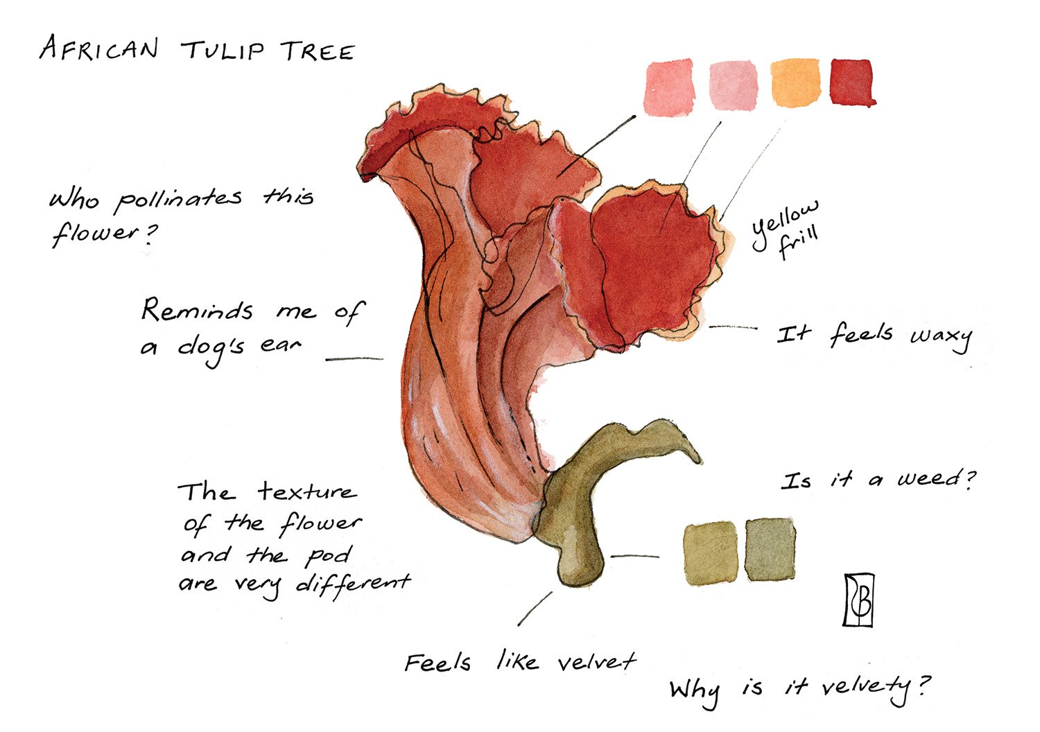 African Tulip.jpg