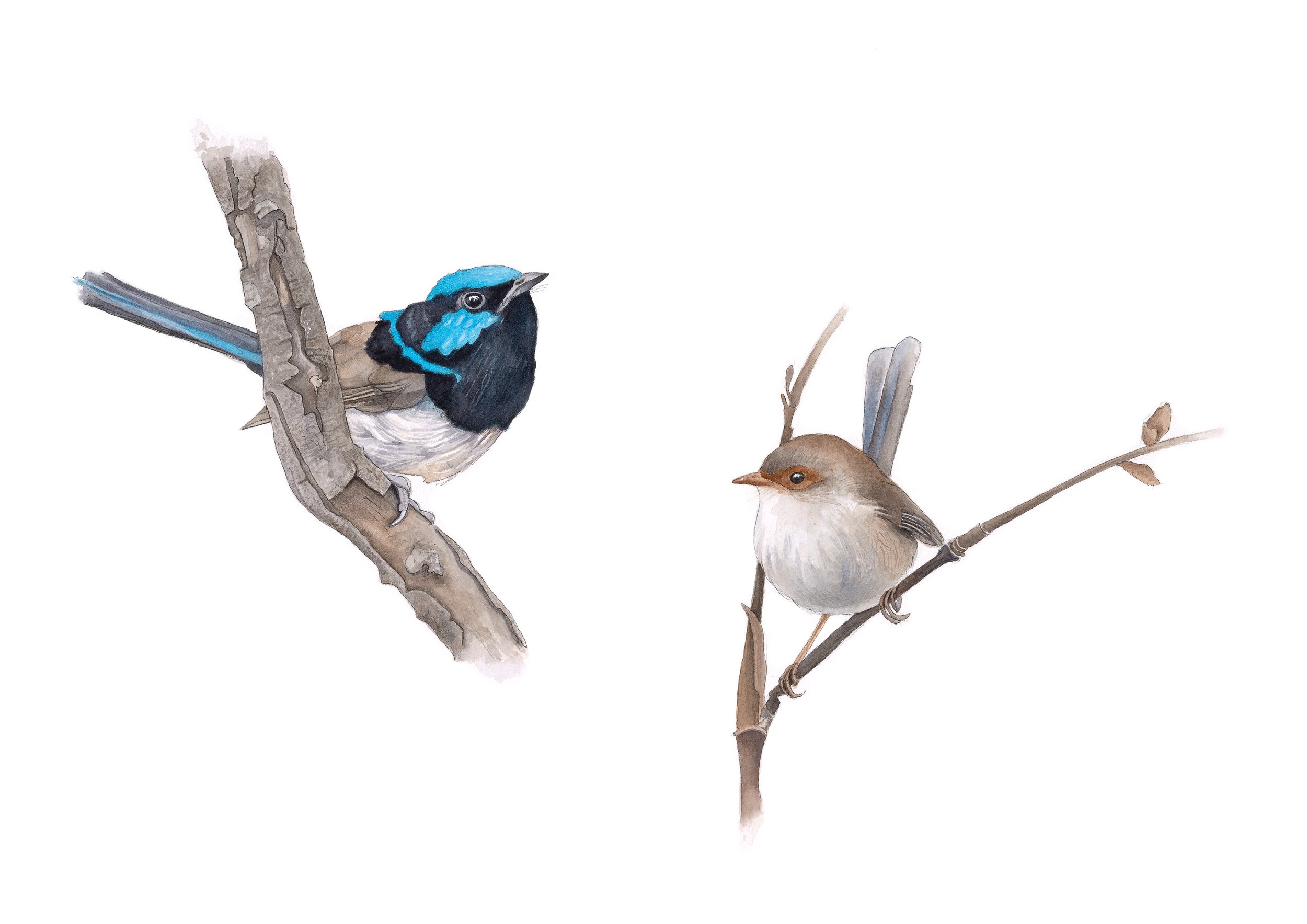 Wrens.jpg