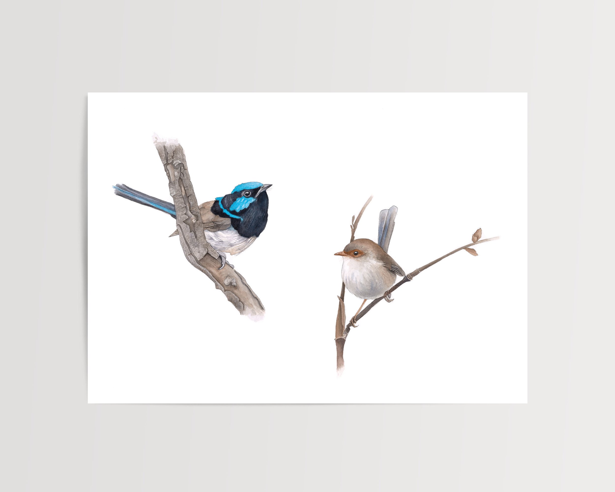 Supurb fairywrens flat.jpg