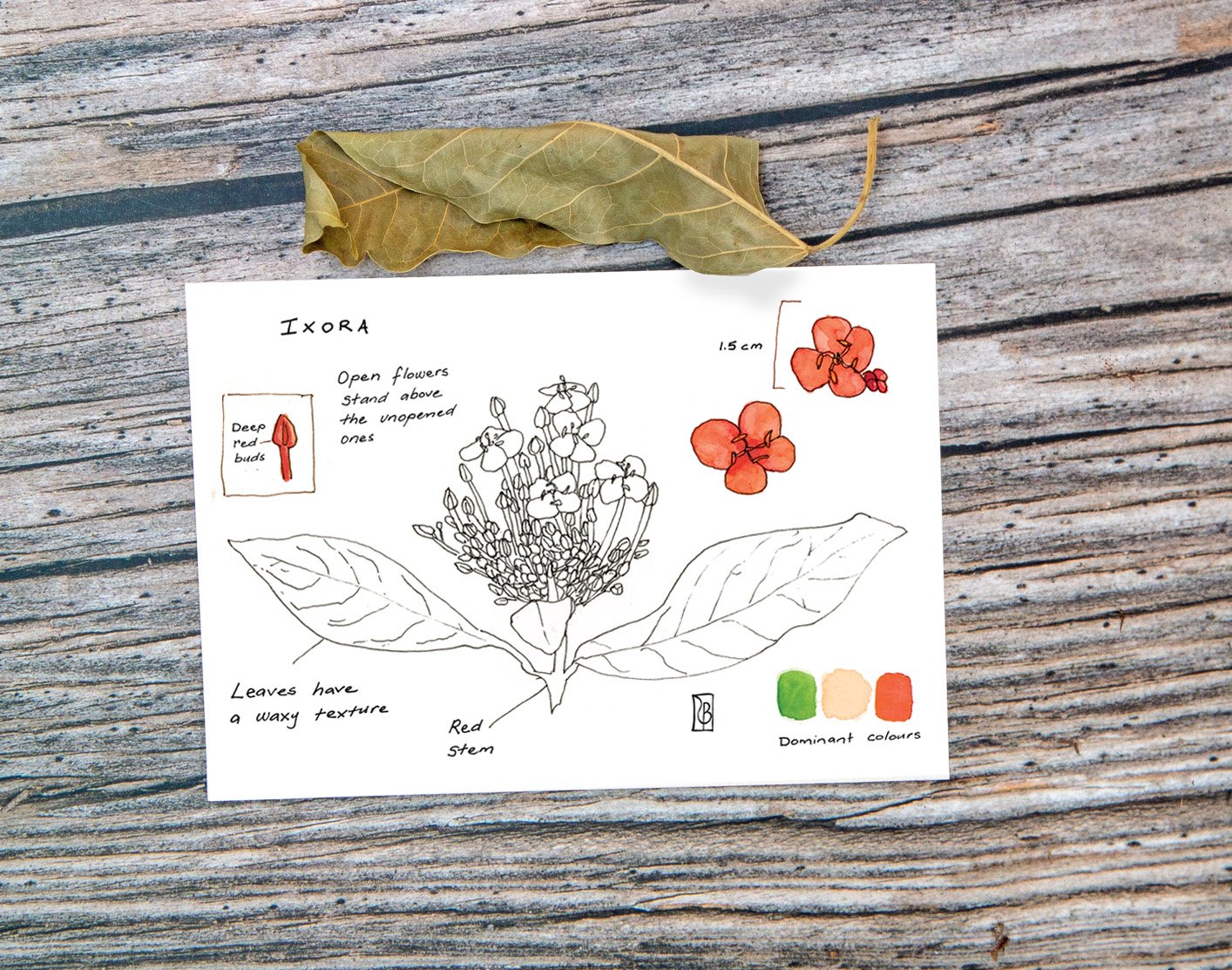 PC Leaf Display B - Ixora.jpg