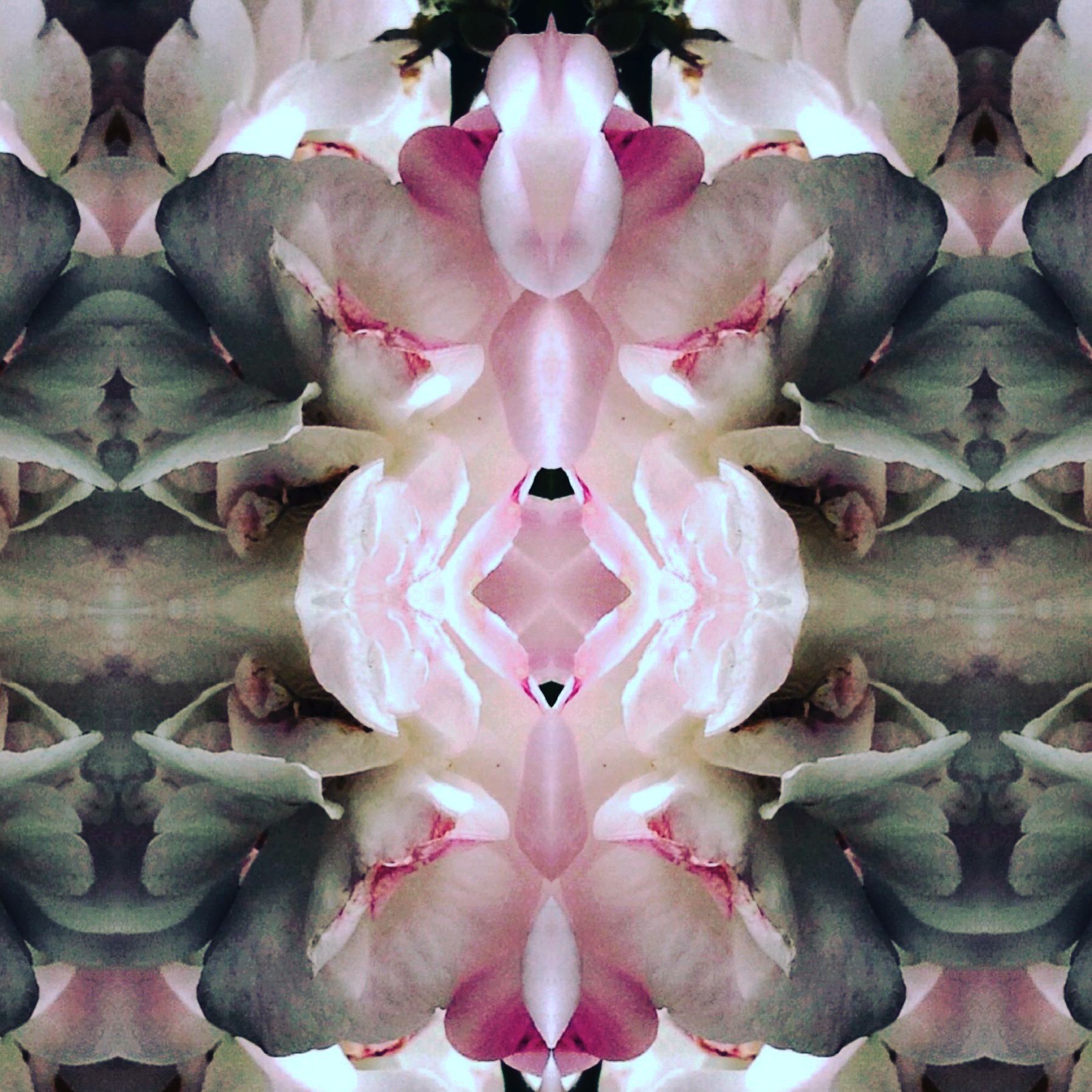 IMG_8393 Night Roses.JPG