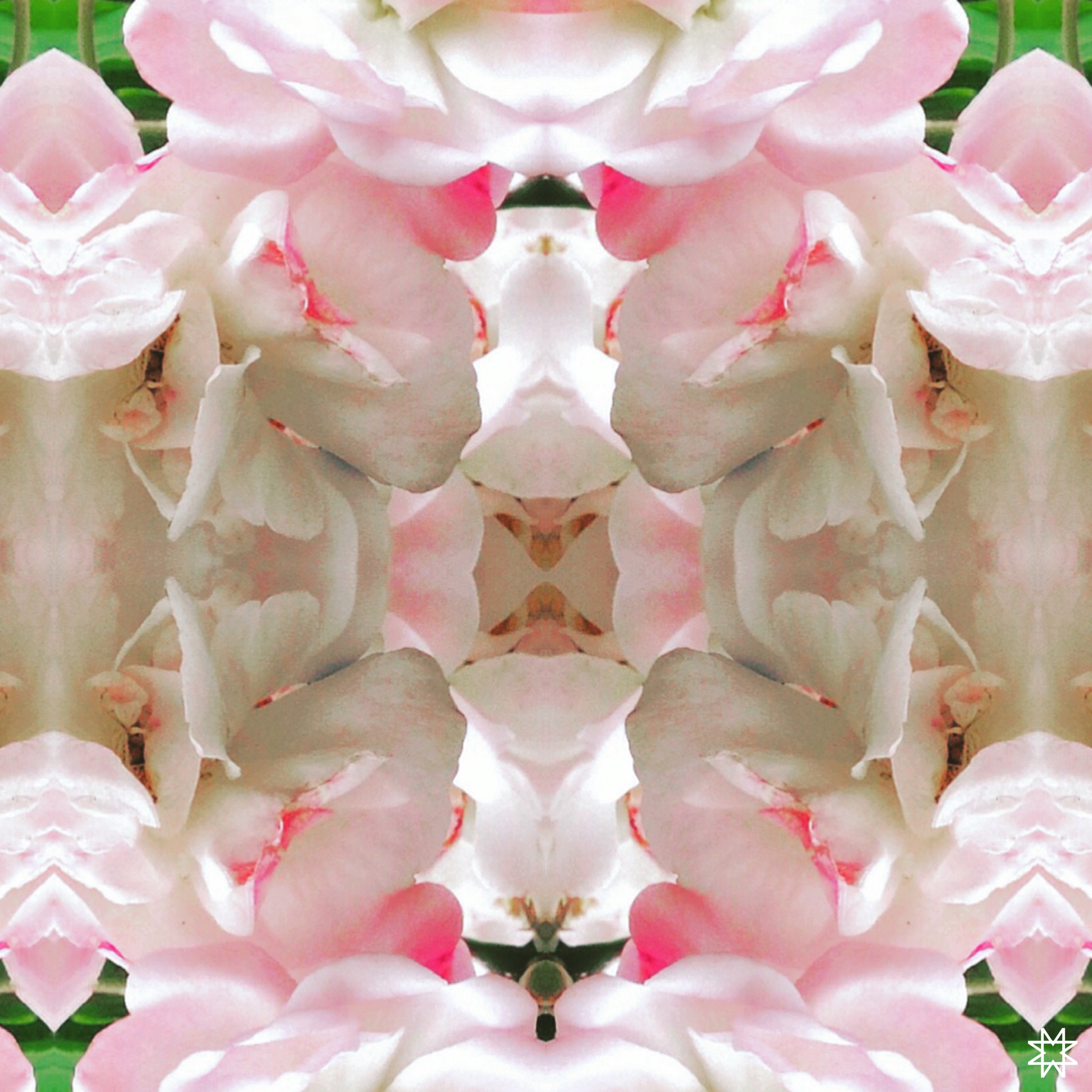 IMG_8364 Mirror Rose 1.JPG