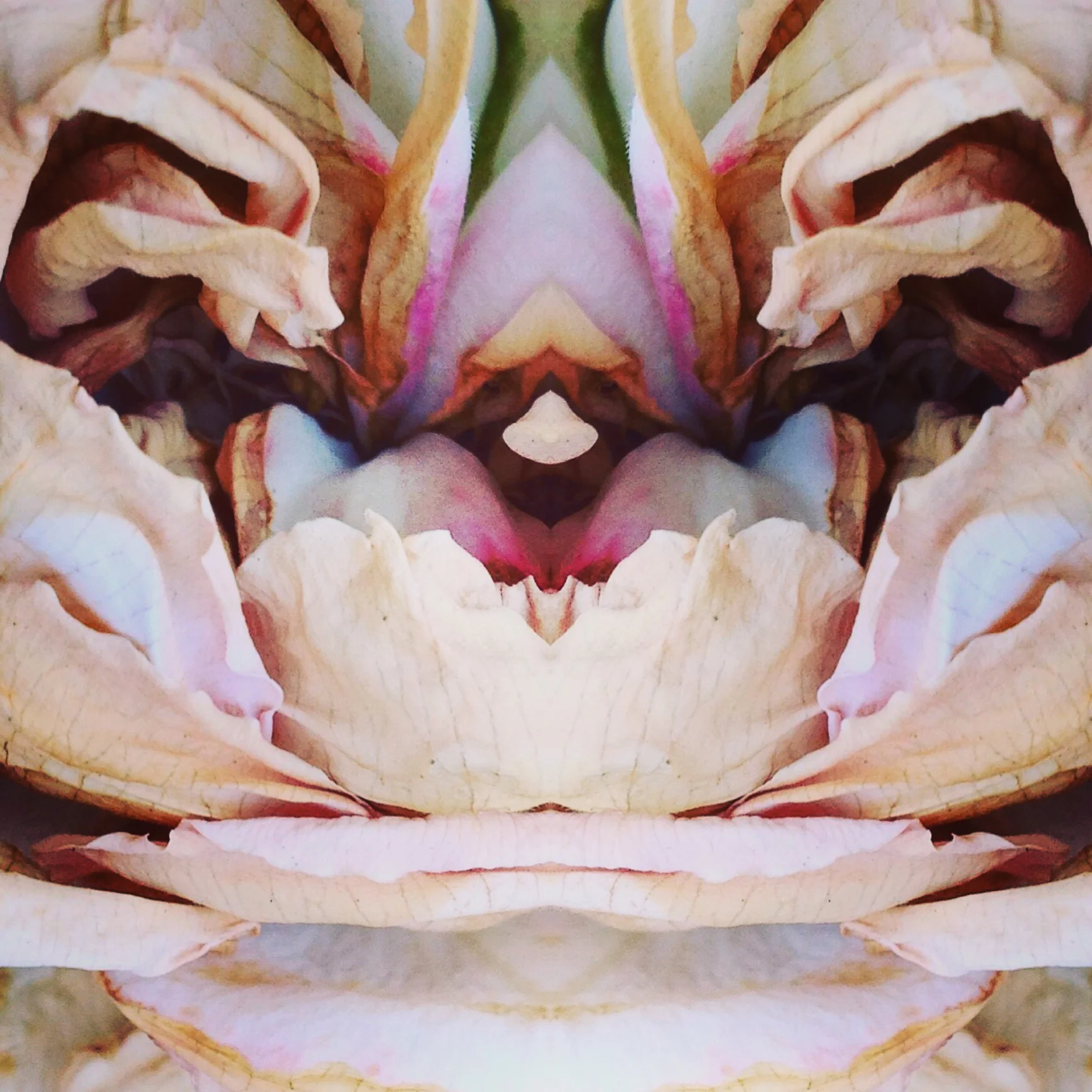 IMG_8045 Single Rose.JPG