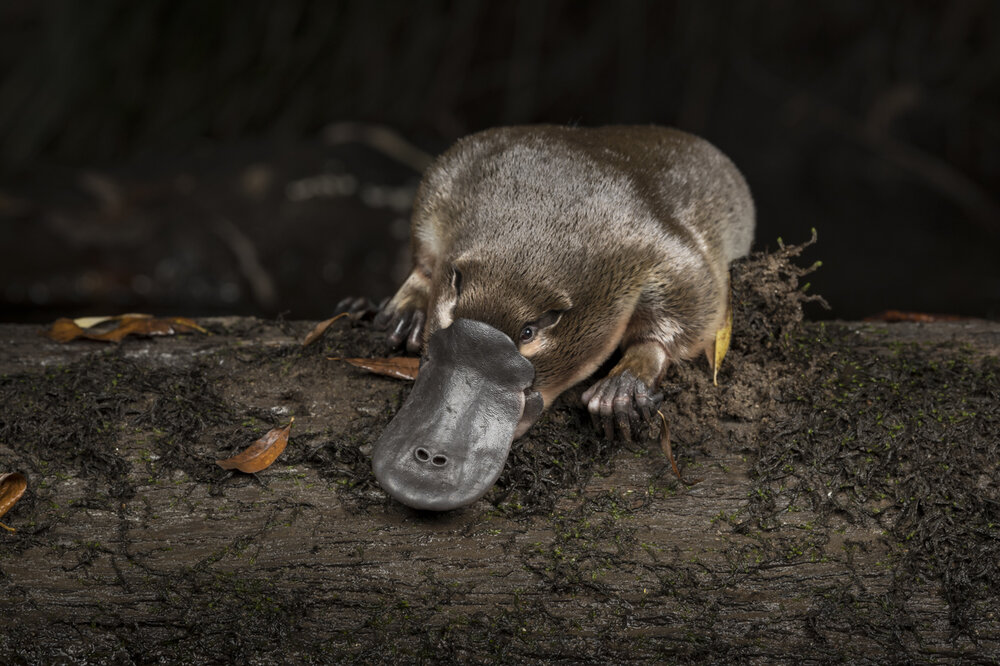 Doug Gimesy puts faces to the animal victims of human activity, and his photos might just change minds — art thy neighbour Doug Gimesy puts faces to the animal victims of human activity, and his photos might just change minds — art thy neighbour