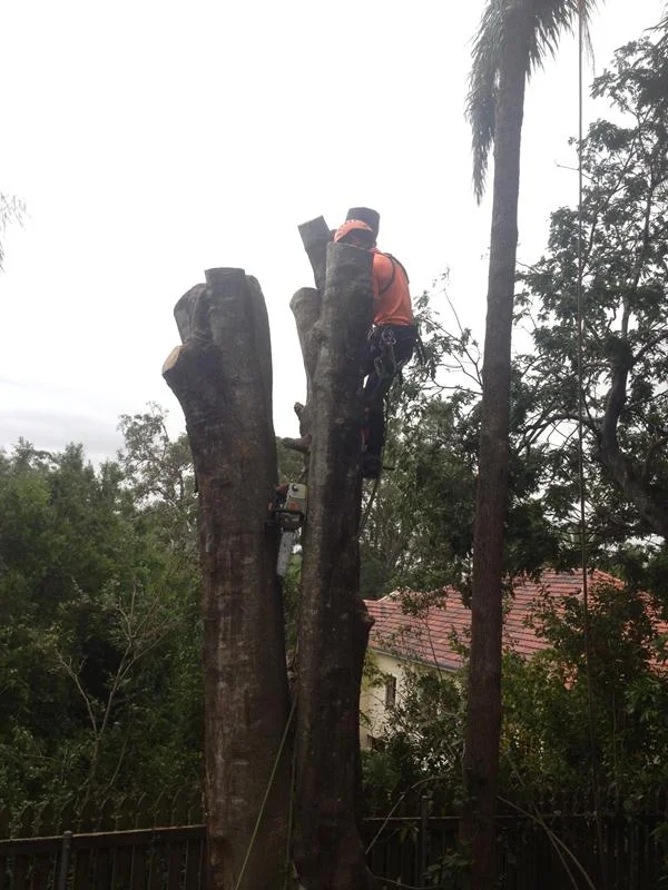 abletreeservices_Climb3.jpg