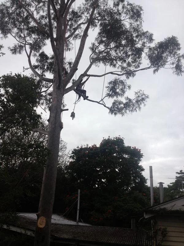 abletreeservices_Climb4.jpg