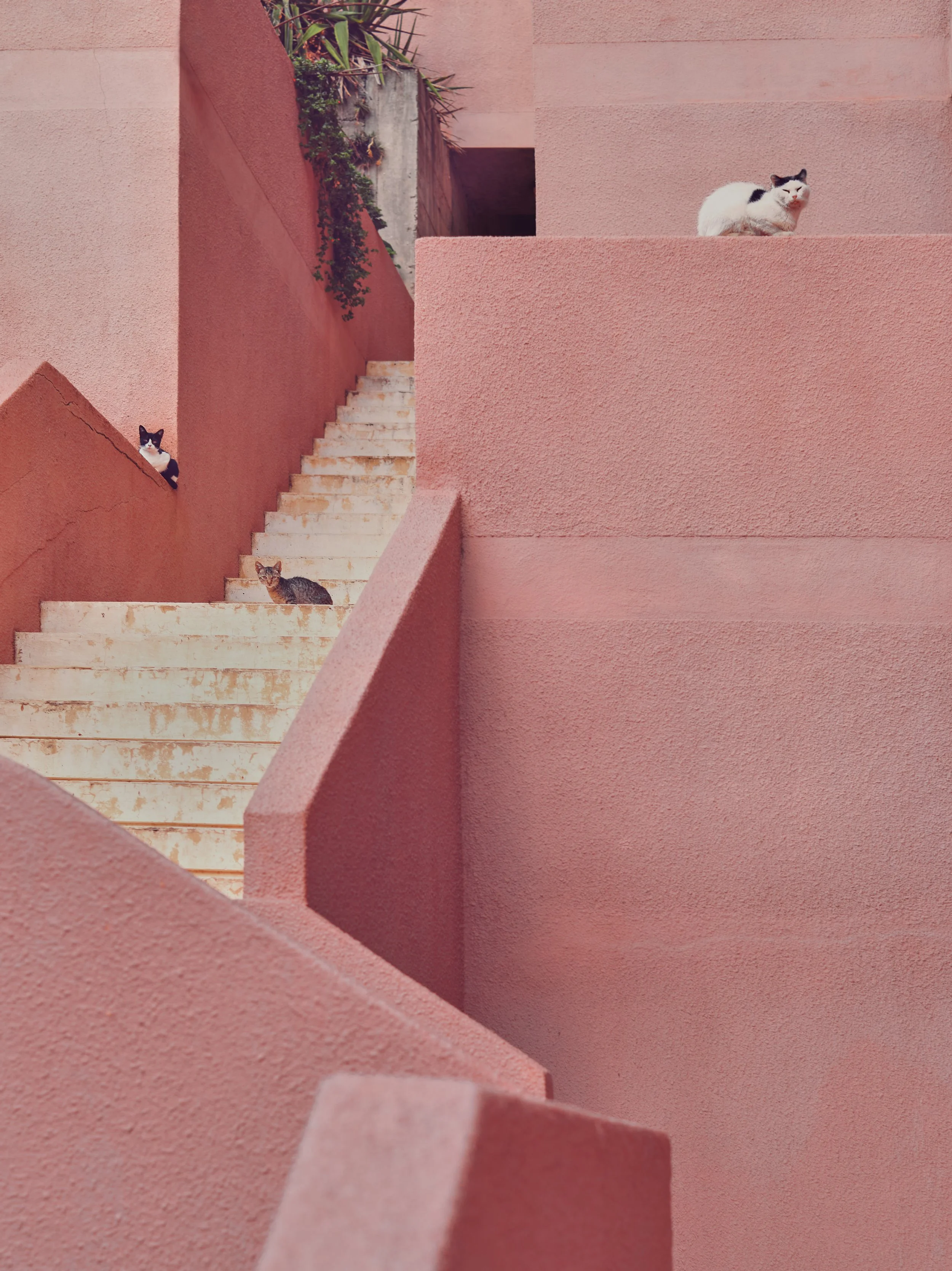 . Santa Cruz de La Palma, Tenerife. 2015 . .