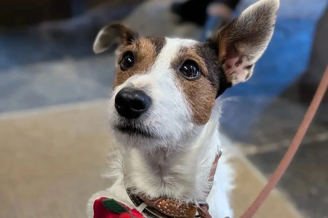 Close-up of a small dog with large ears, looking attentively, wearing a collar and a red accessory.