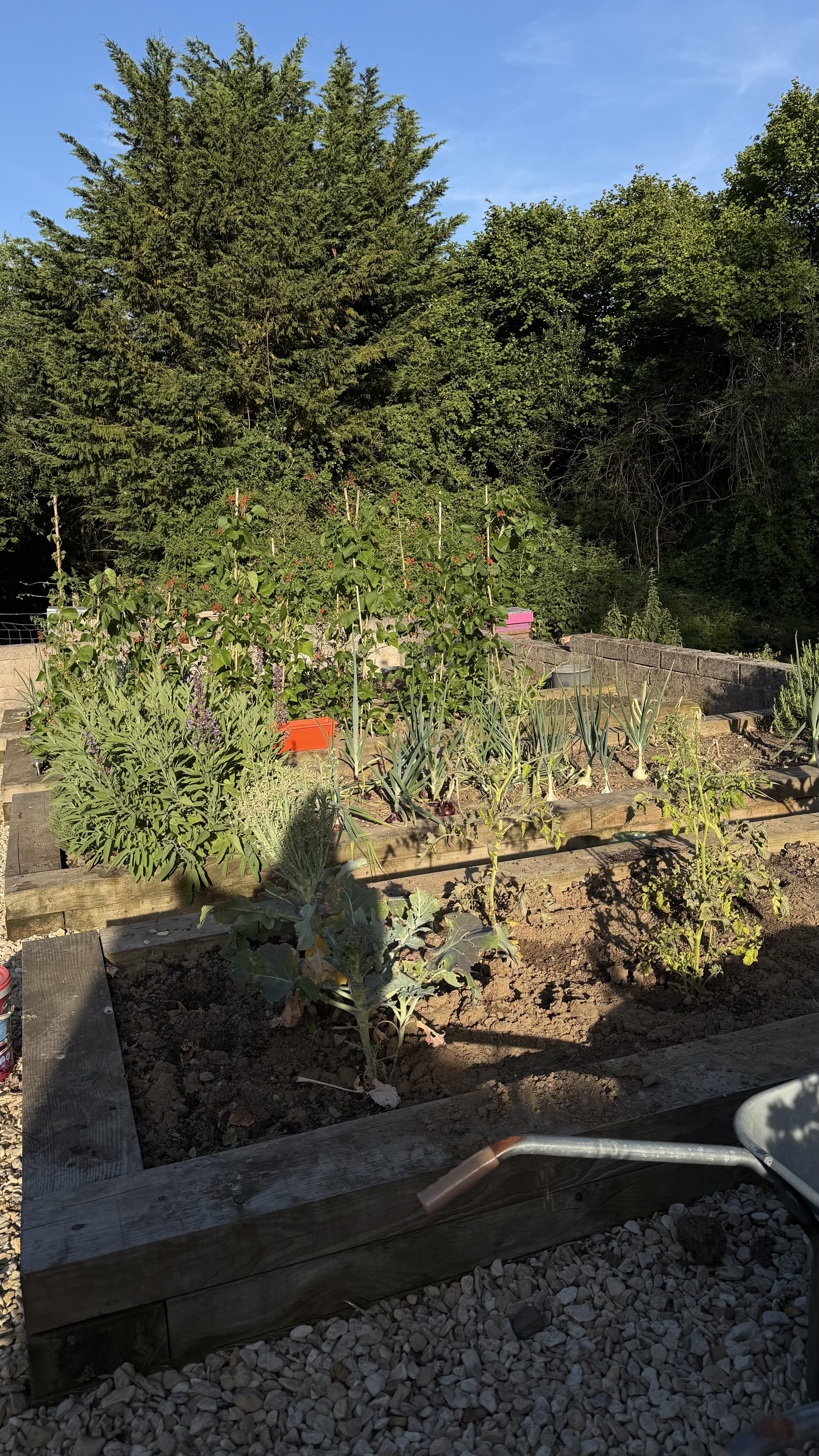 Vegetable garden with various plants, including leafy greens and tomato plants, bordered by wooden planks. Large evergreen tree and other trees in the background under a blue sky.