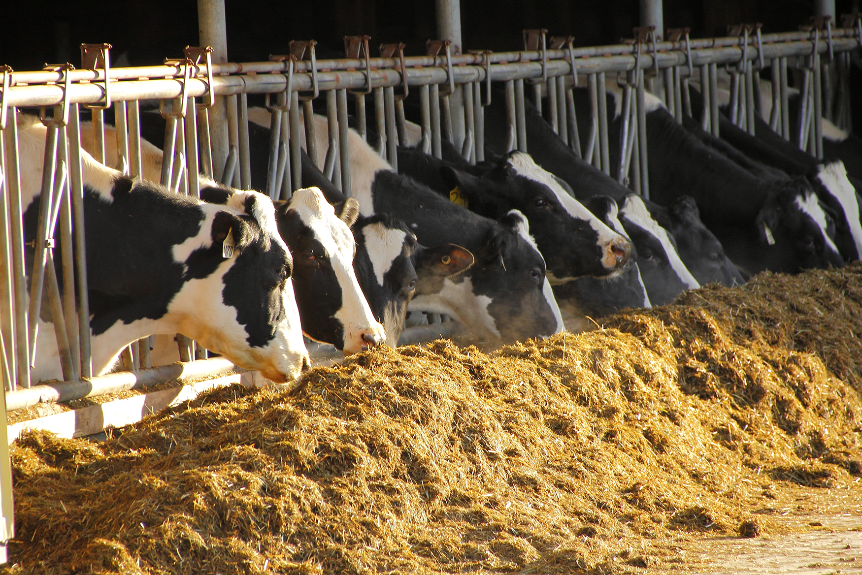 Cow-feeding.jpg