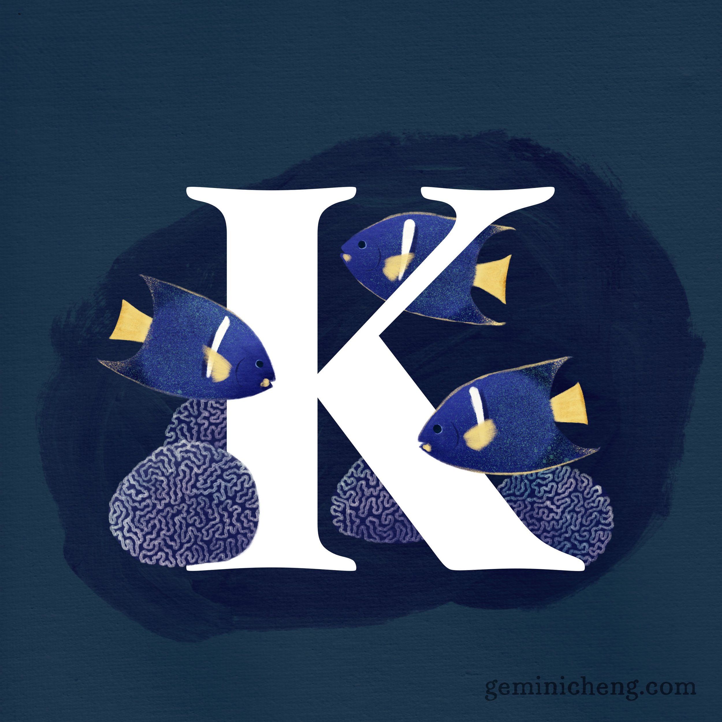K for King Angelfish, Knob Coral_1080.jpg