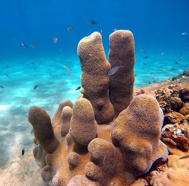 la naturaleza es nuestro refugio 🌴🌊ayudemos a protegerla y cuidarla todos los d&iacute;as 🙏🏽🇵🇷 #playuelaparaisodetodos #playuelasedefiende #playuelanosevende #repost @clasicahidalgo Dendrogyra cylindrus. #PuertoRico #GoPro #corals #reef #fish #