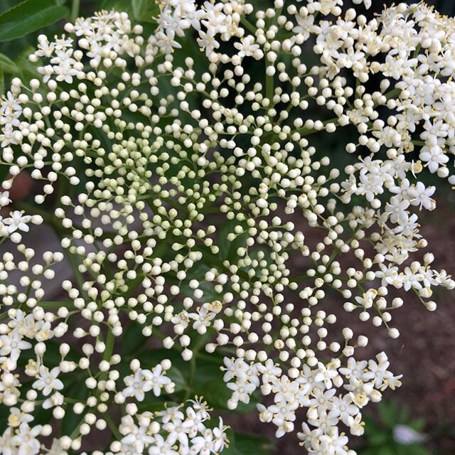 Sambucas - Elder flowering galaxy