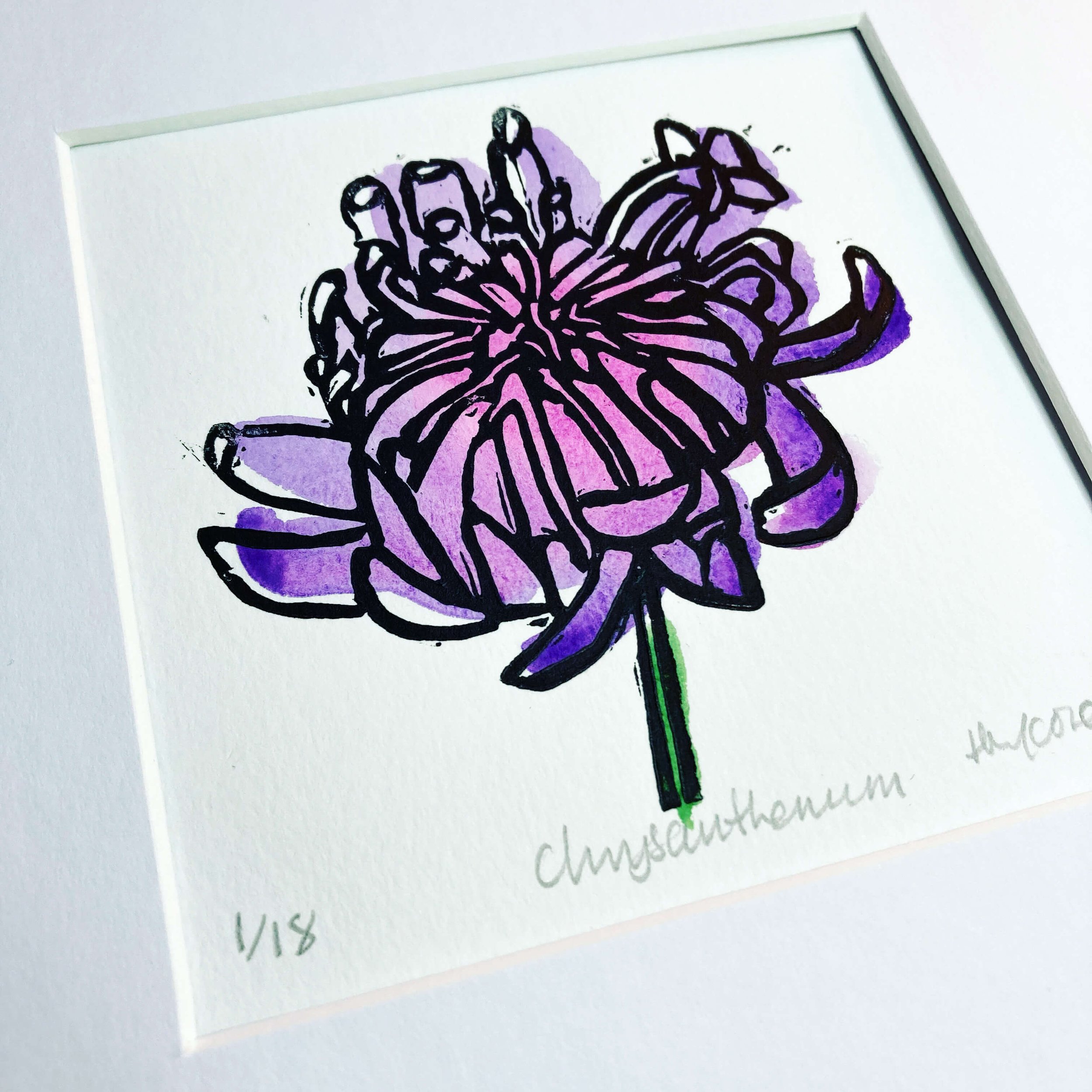 Pink and Purple Chrysanthemum