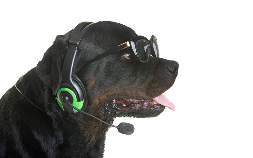 HeadsetRottweiler.jpg