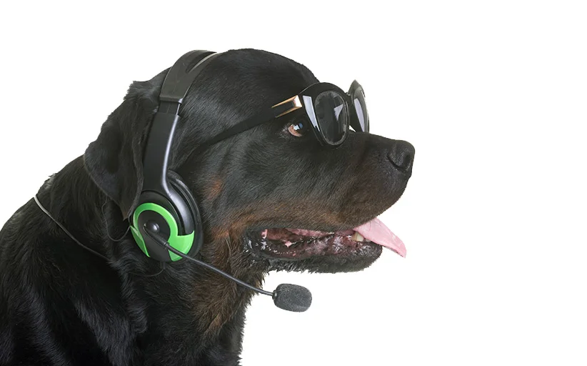 HeadsetRottweiler.jpg