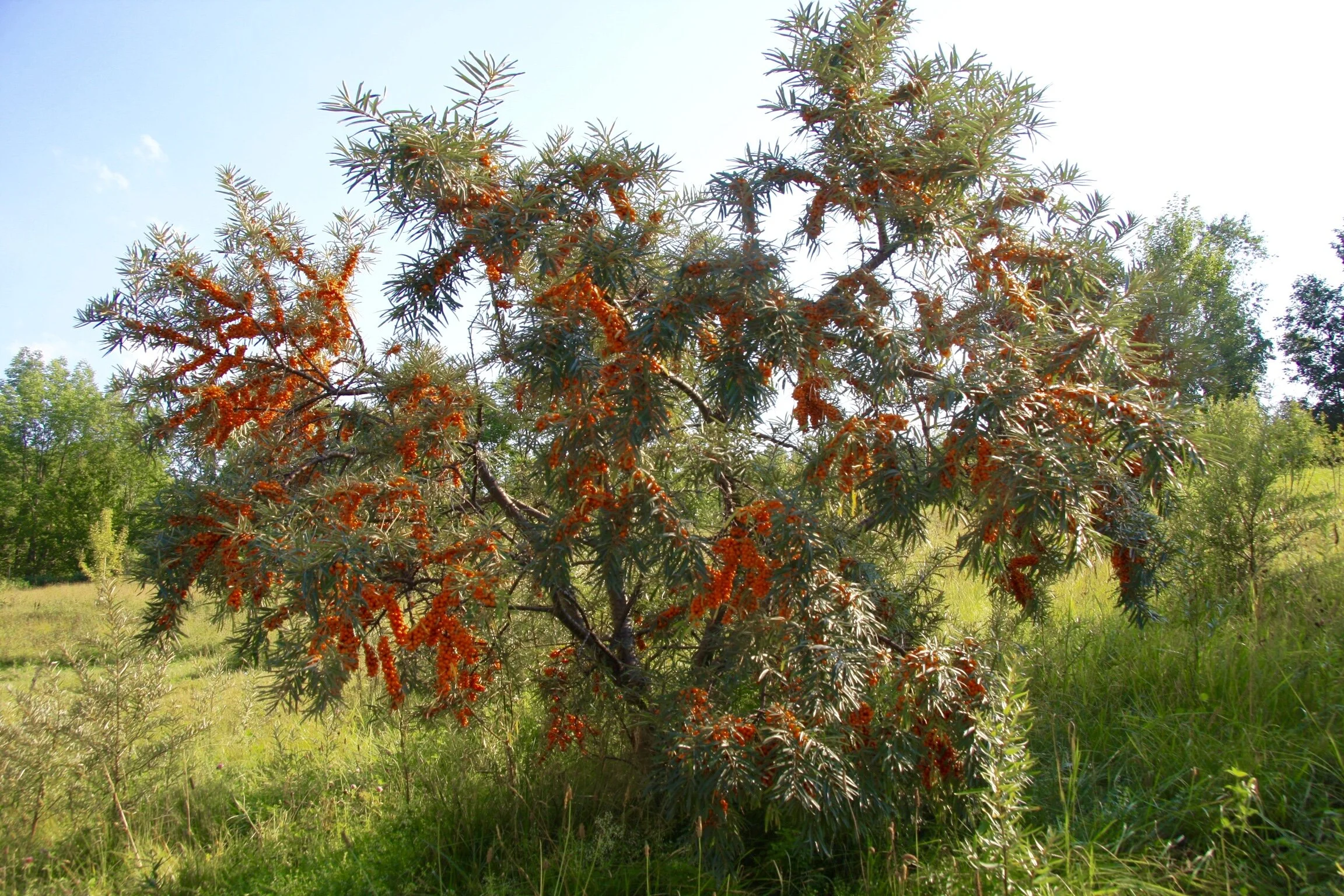 One of over 200 seaberry shrubs at SHO Farm
