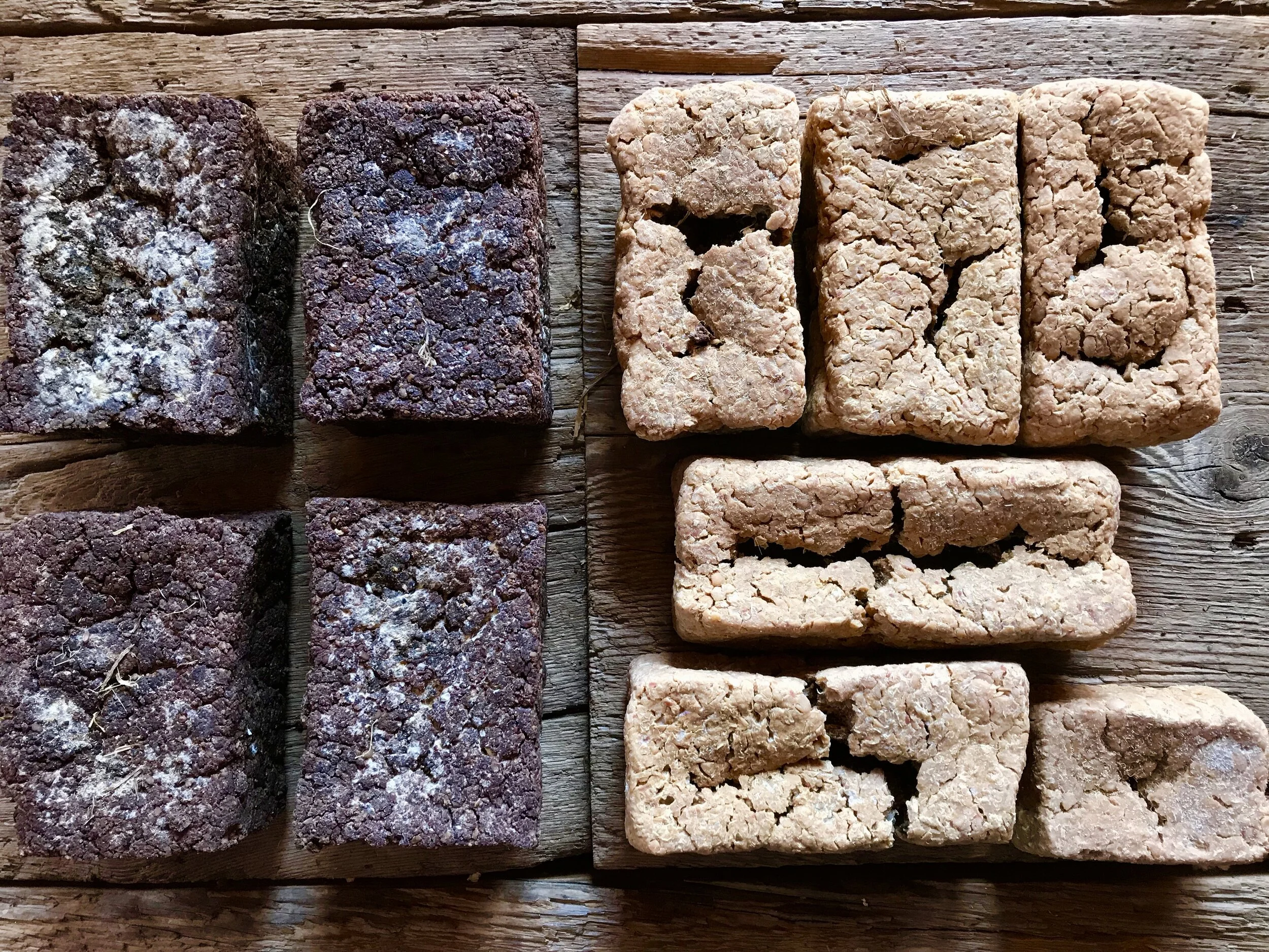 Traditional meju soybean blocks with non-traditional siberian peashrub, caragana arborescens, for making traditional Korean “wild” miso. Caragana contains almost the same ratios of protein-fat-carbohydrate as do soybeans, and grows abundantly in nor…